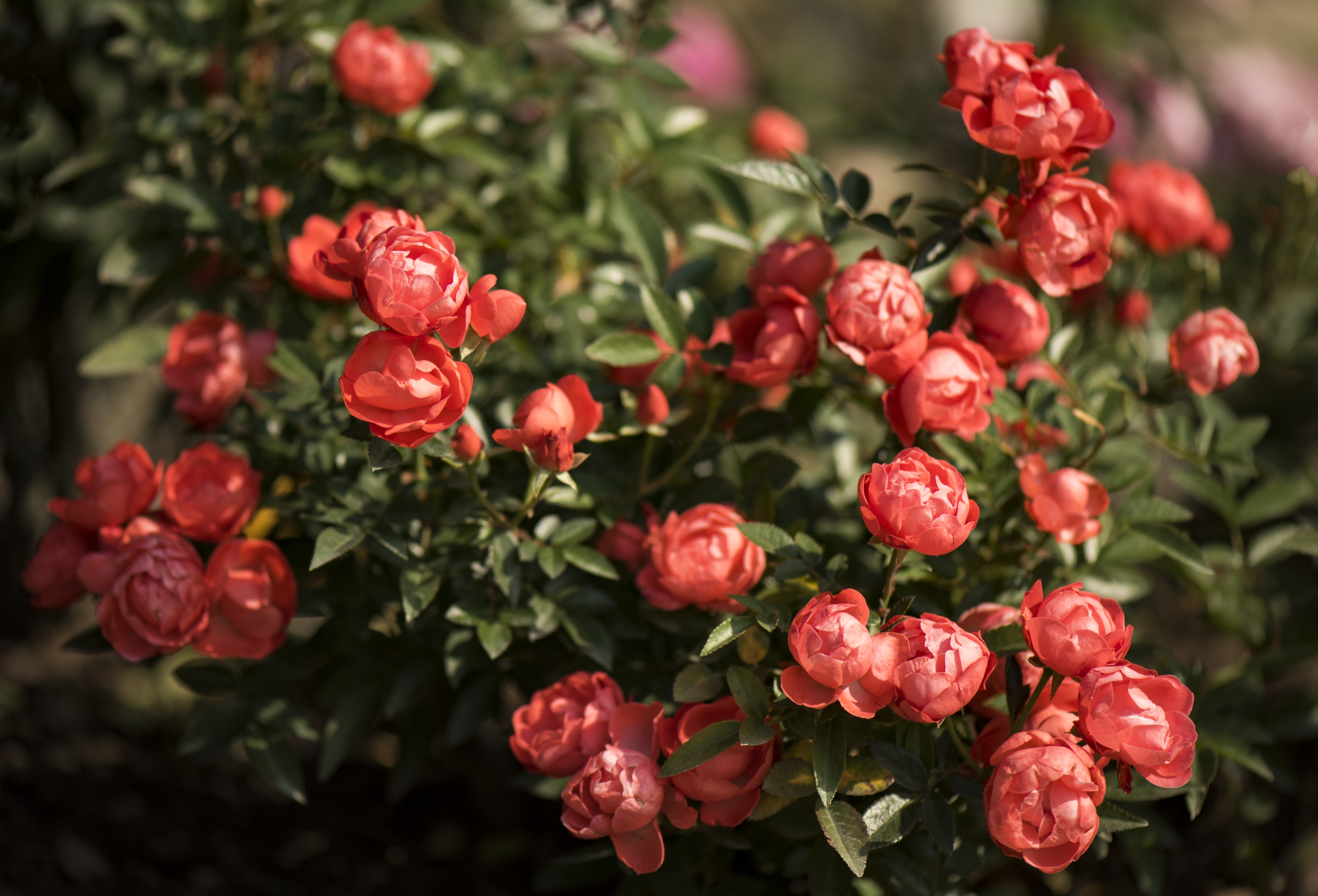 东张西望【美摄视界】:橘黄色月季花【首发】 - vv