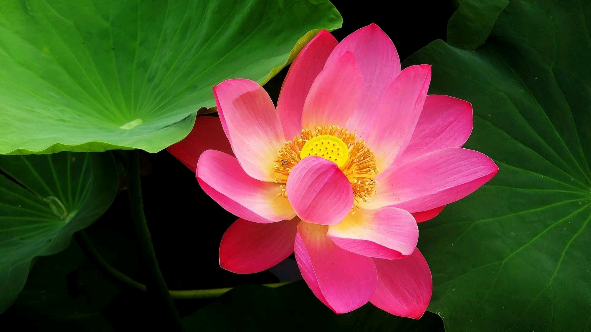 荷花以其独特的风姿,深入人们的精神世界,自从有了文字,就有了吟诵