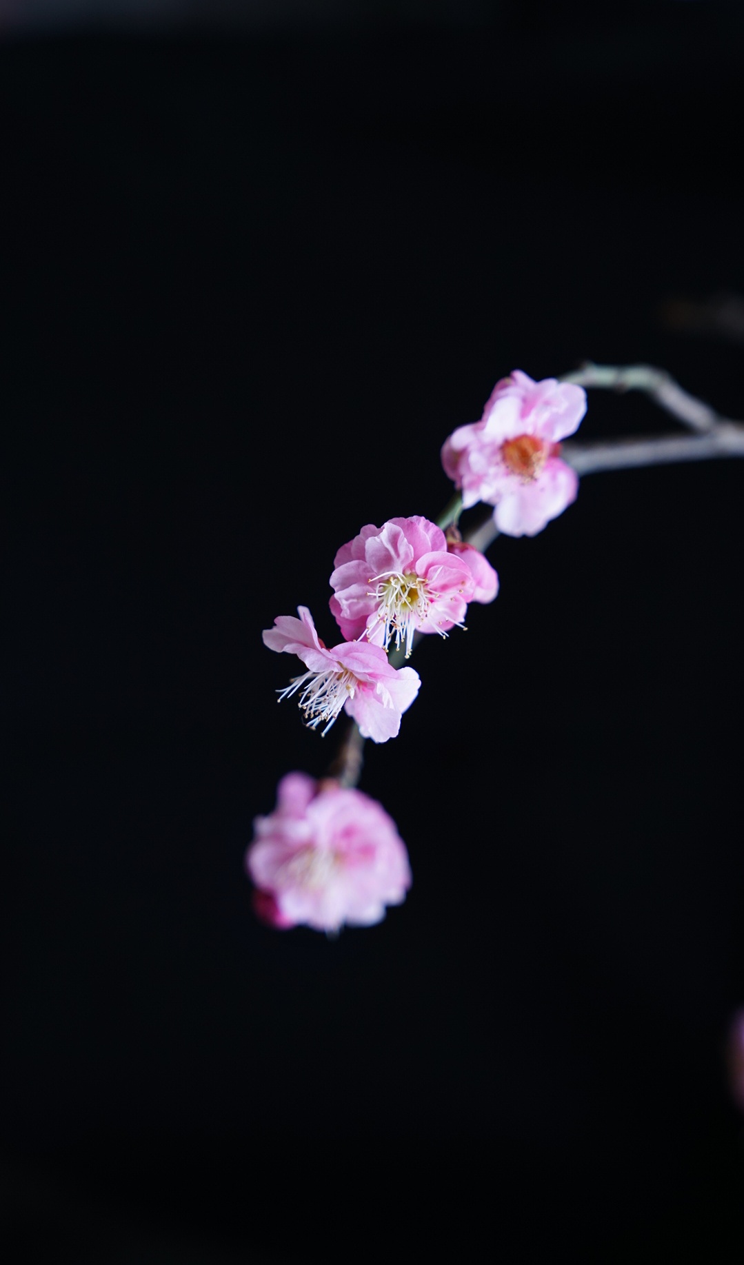 最美的一支梅花图片图片