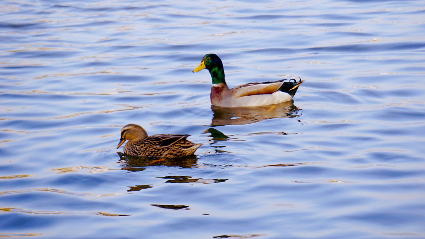 冬湖上的鸭子(首发)