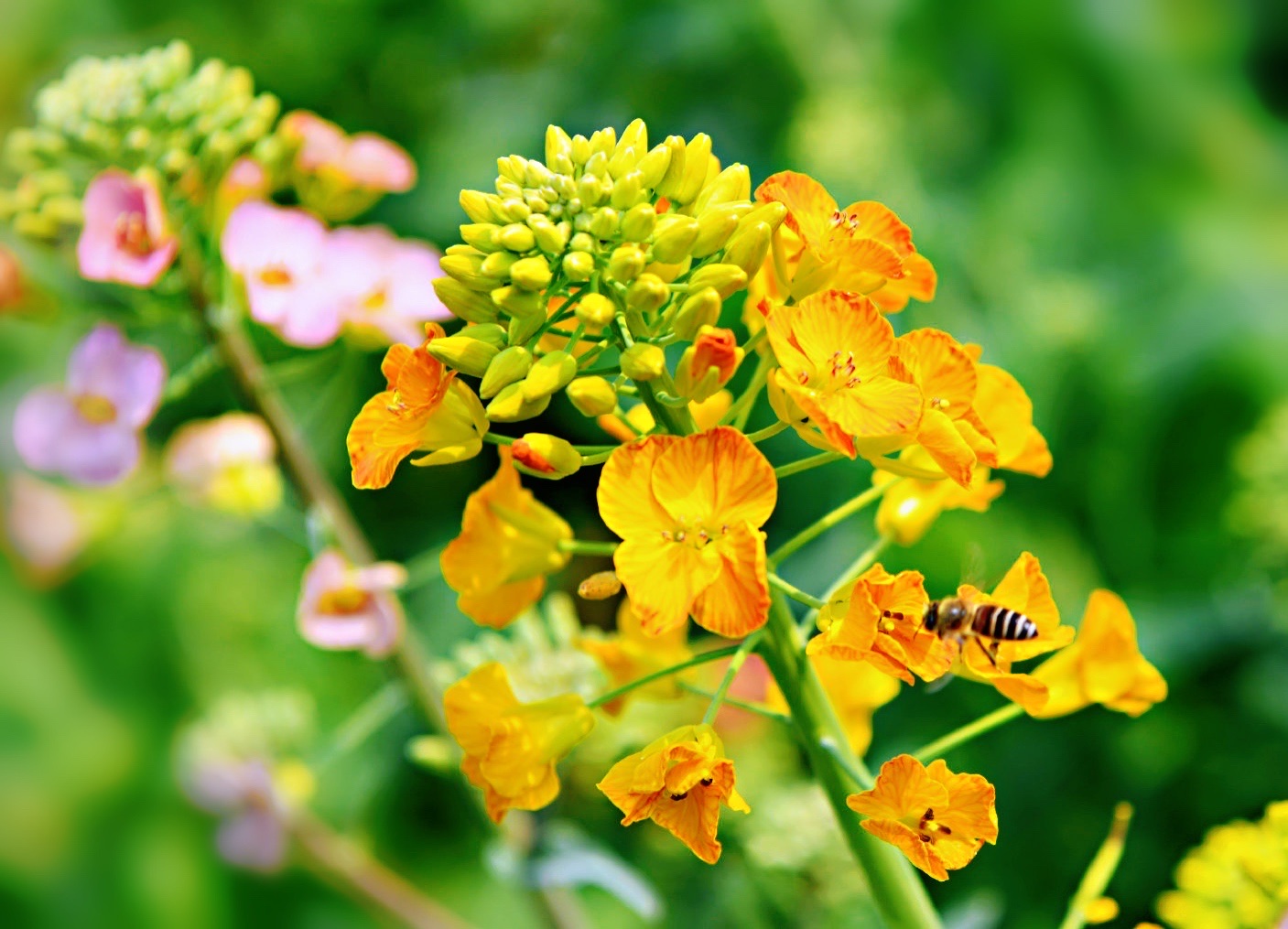 首发徜徉在金色海洋