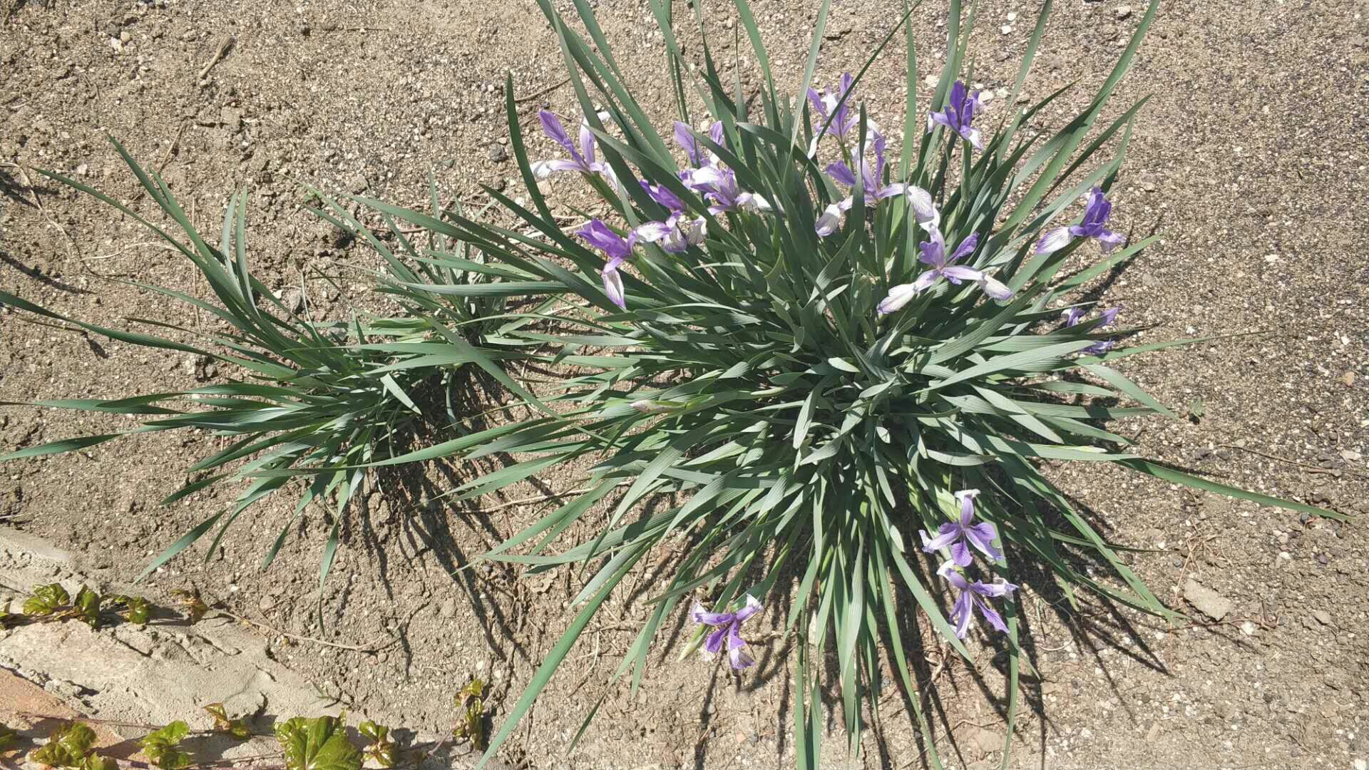 七绝马莲【原创】