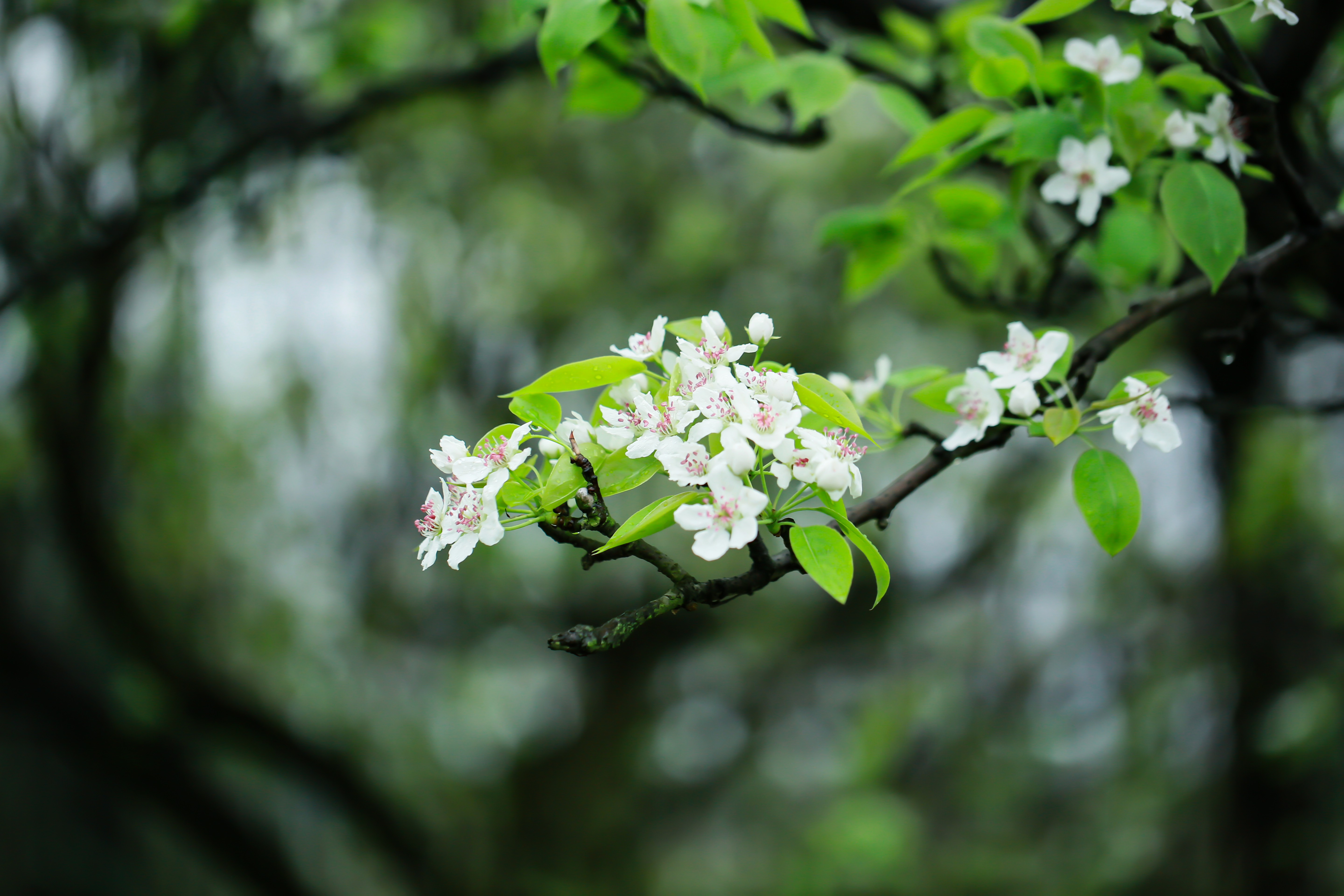 梨花一枝春带雨