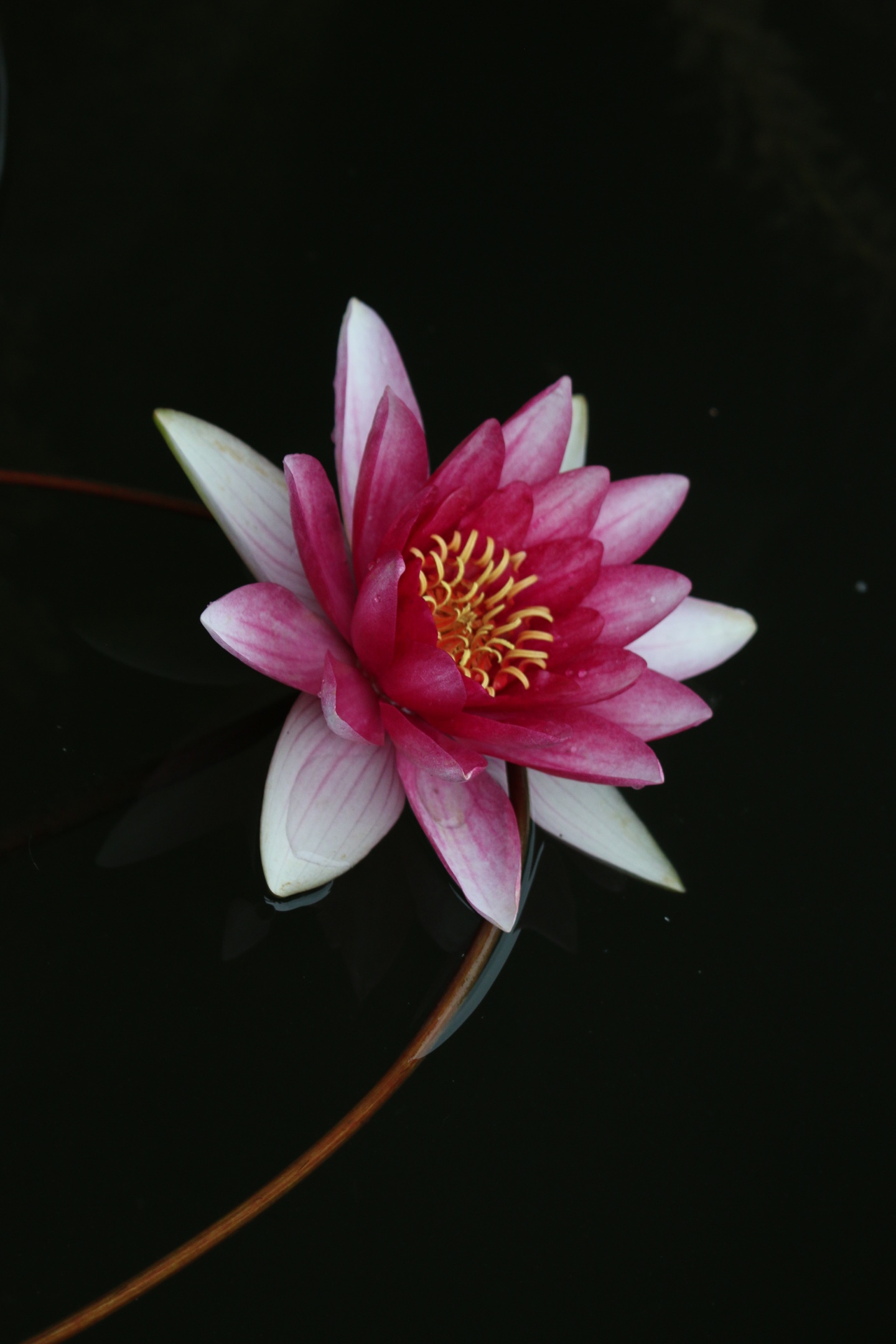 春风化雨吹醒了九州湖畔的睡莲 一簇簇,一朵朵,色泽艳丽,姿态温婉.