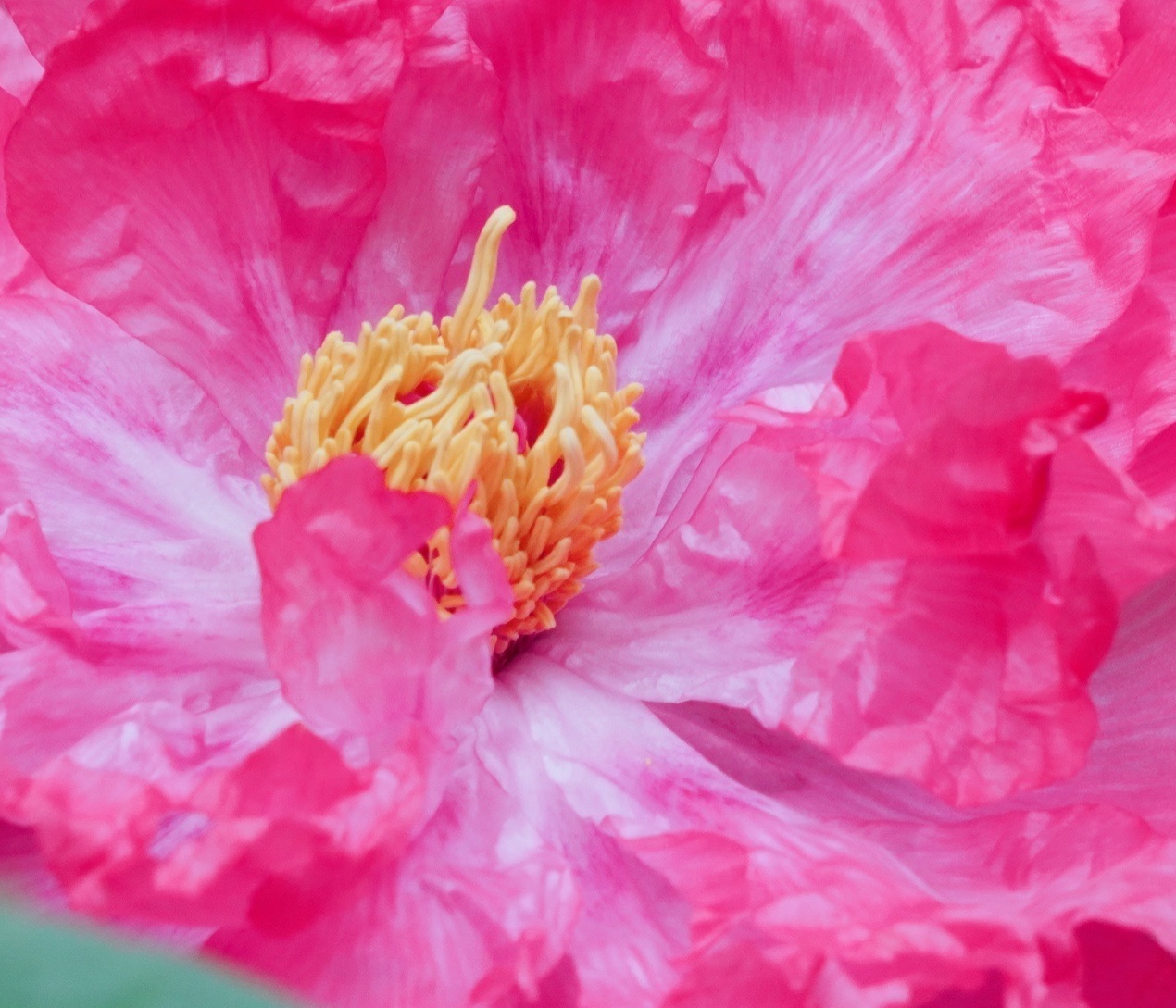 【原創首發】牡丹花花蕊