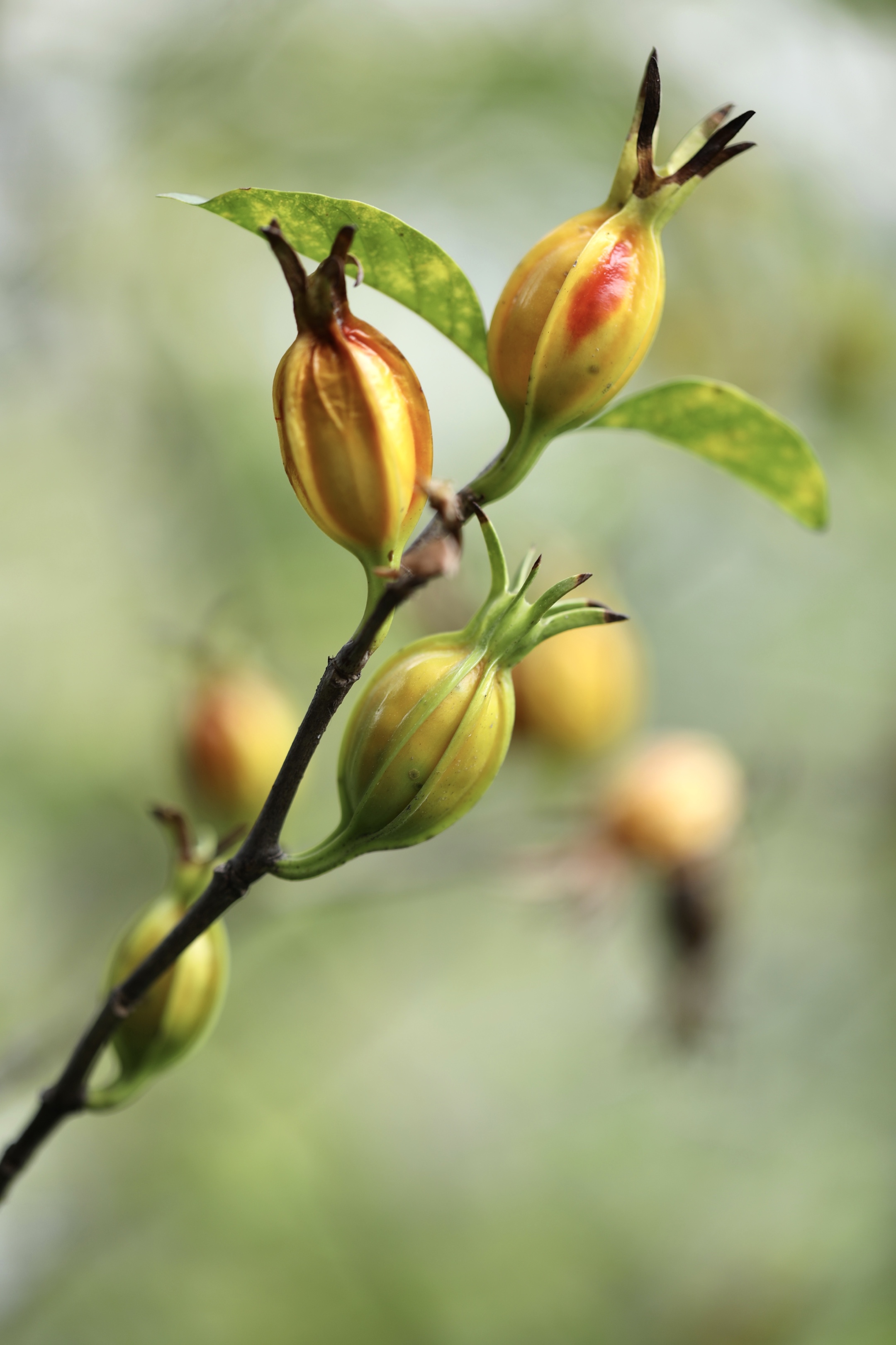 枝枝花果实图片