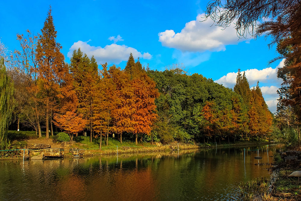 大多数的人不知道,文化公园的这片杉树林,美的令人发指!