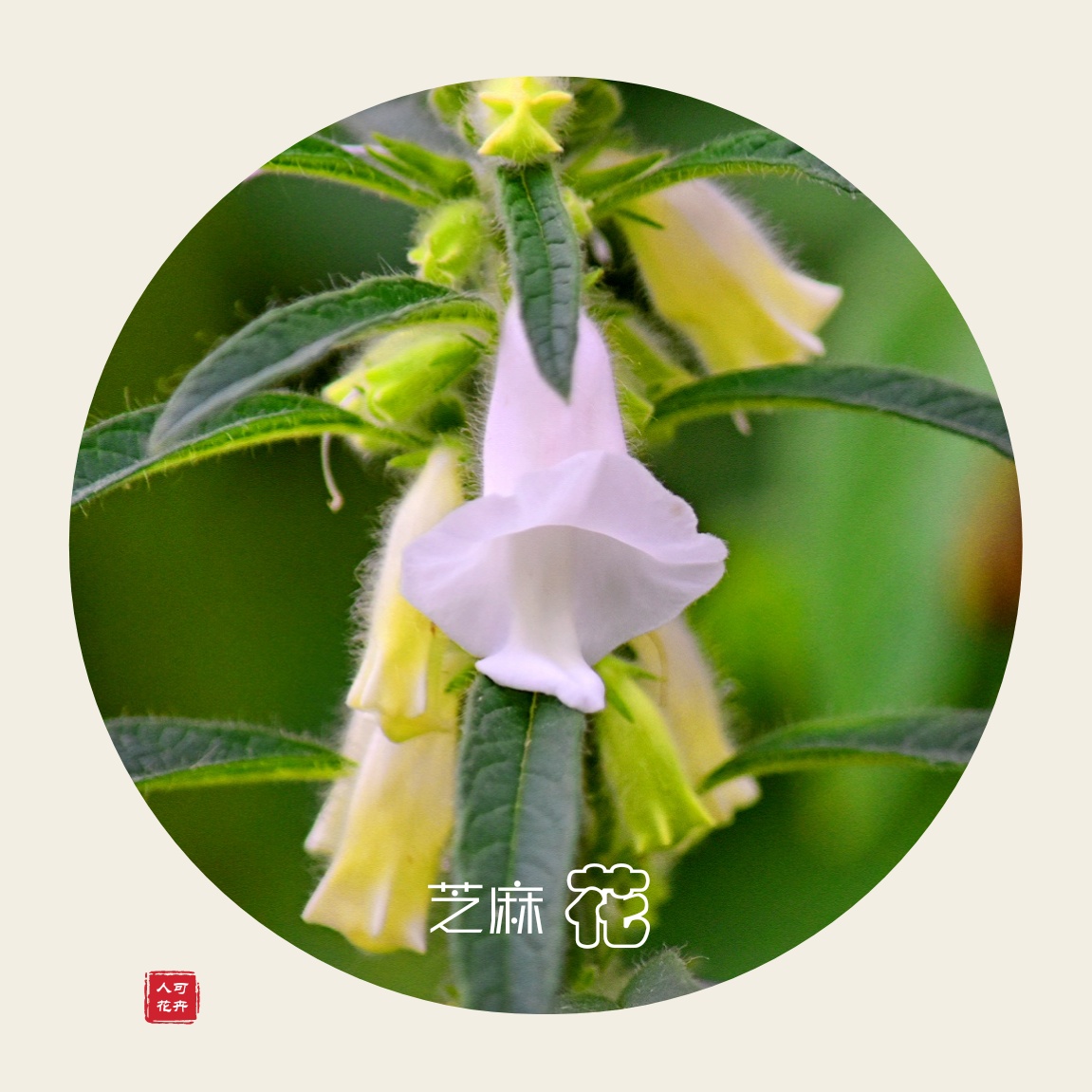 人可【美摄视界】61:芝麻开花节节高 vv