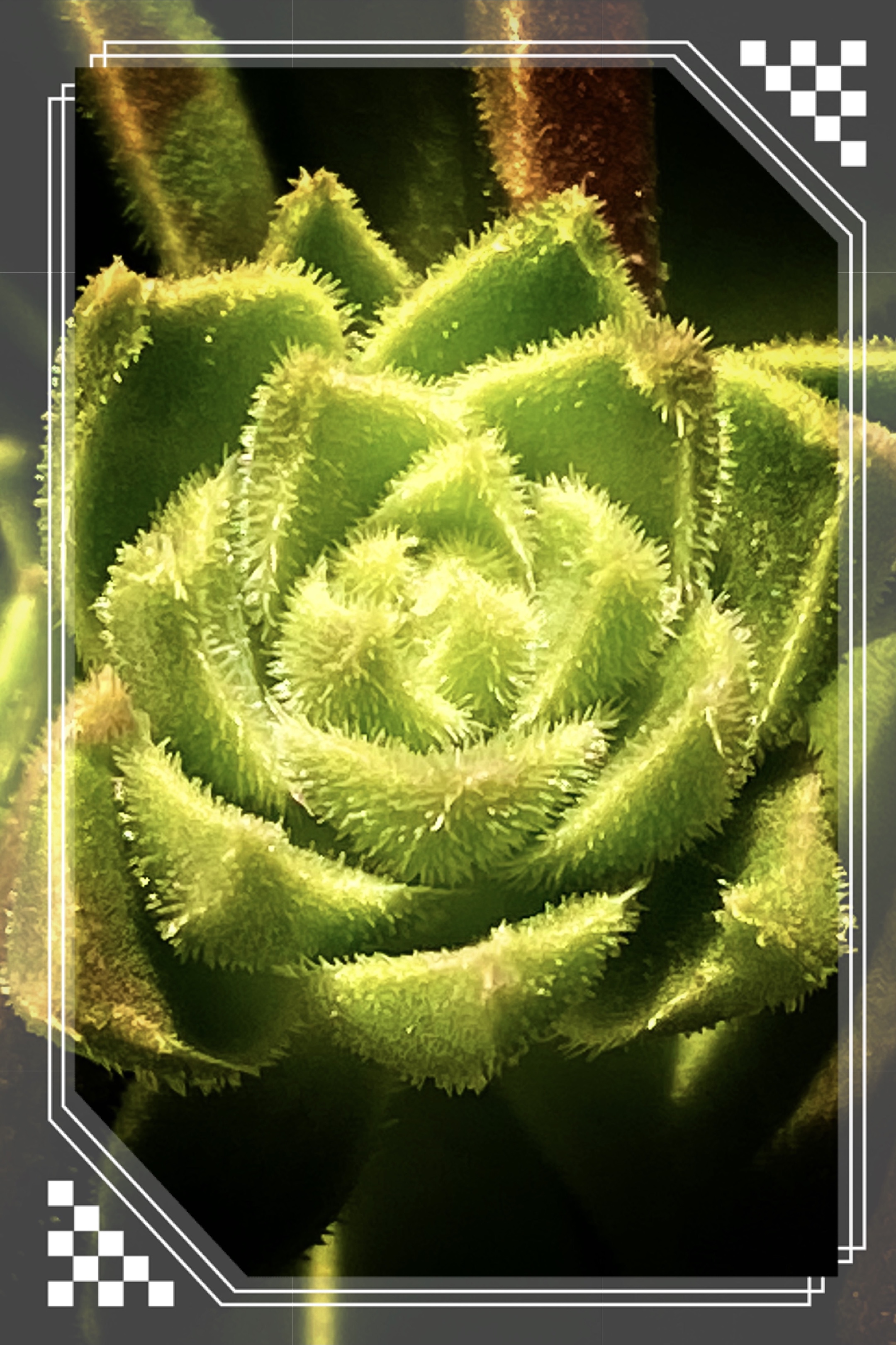 首发绯花玉仙人球