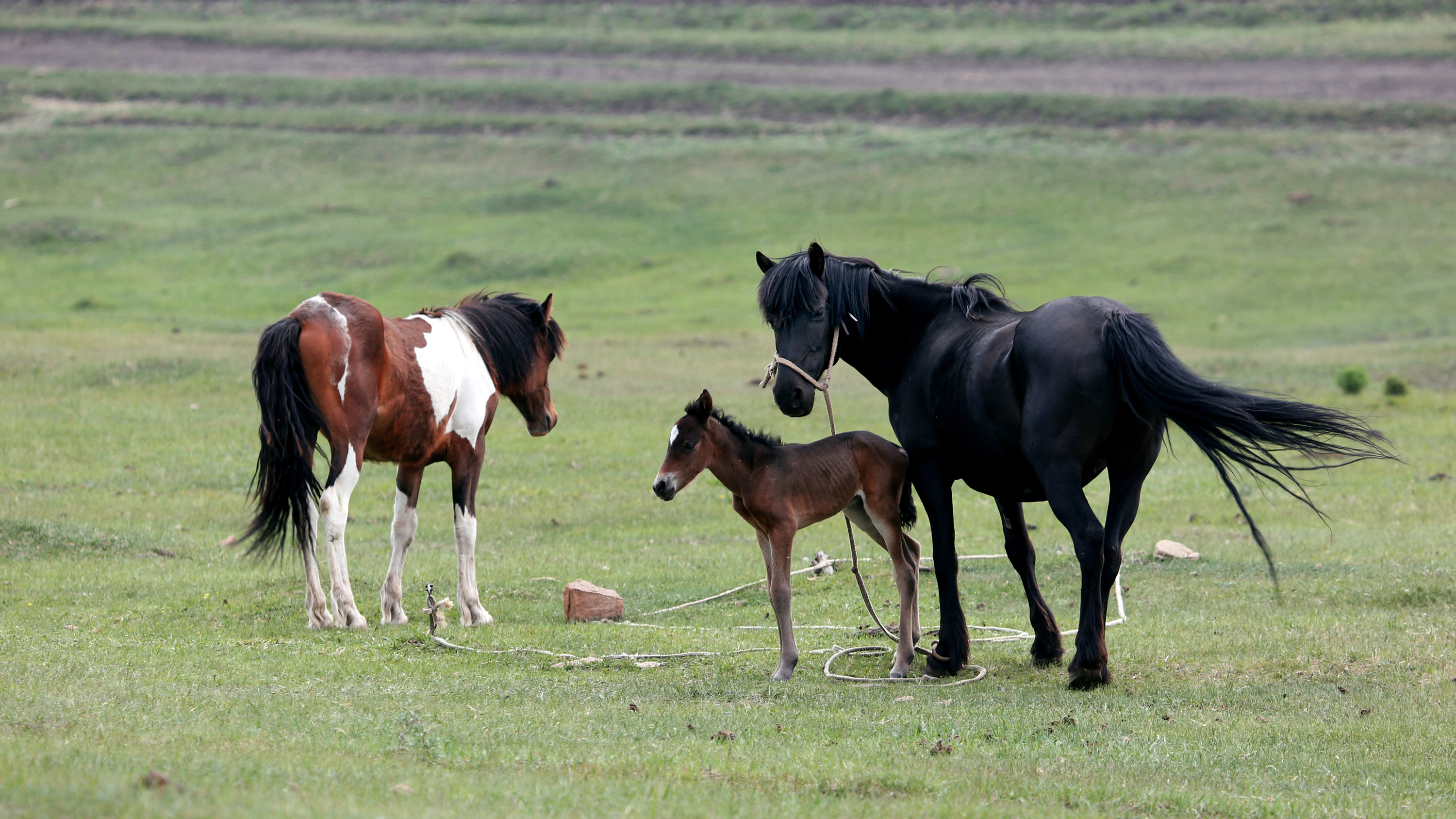 小马驹出生才几个小时,便能自己站立,行走,这哪里是马?