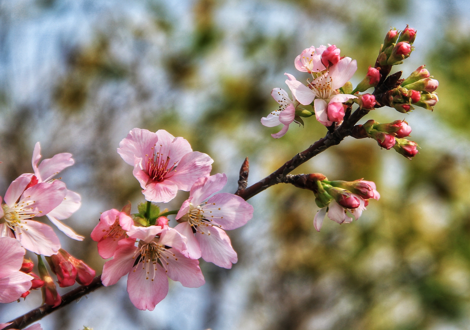 樱花与爱情 (泉州海丝樱花园拍摄花絮)