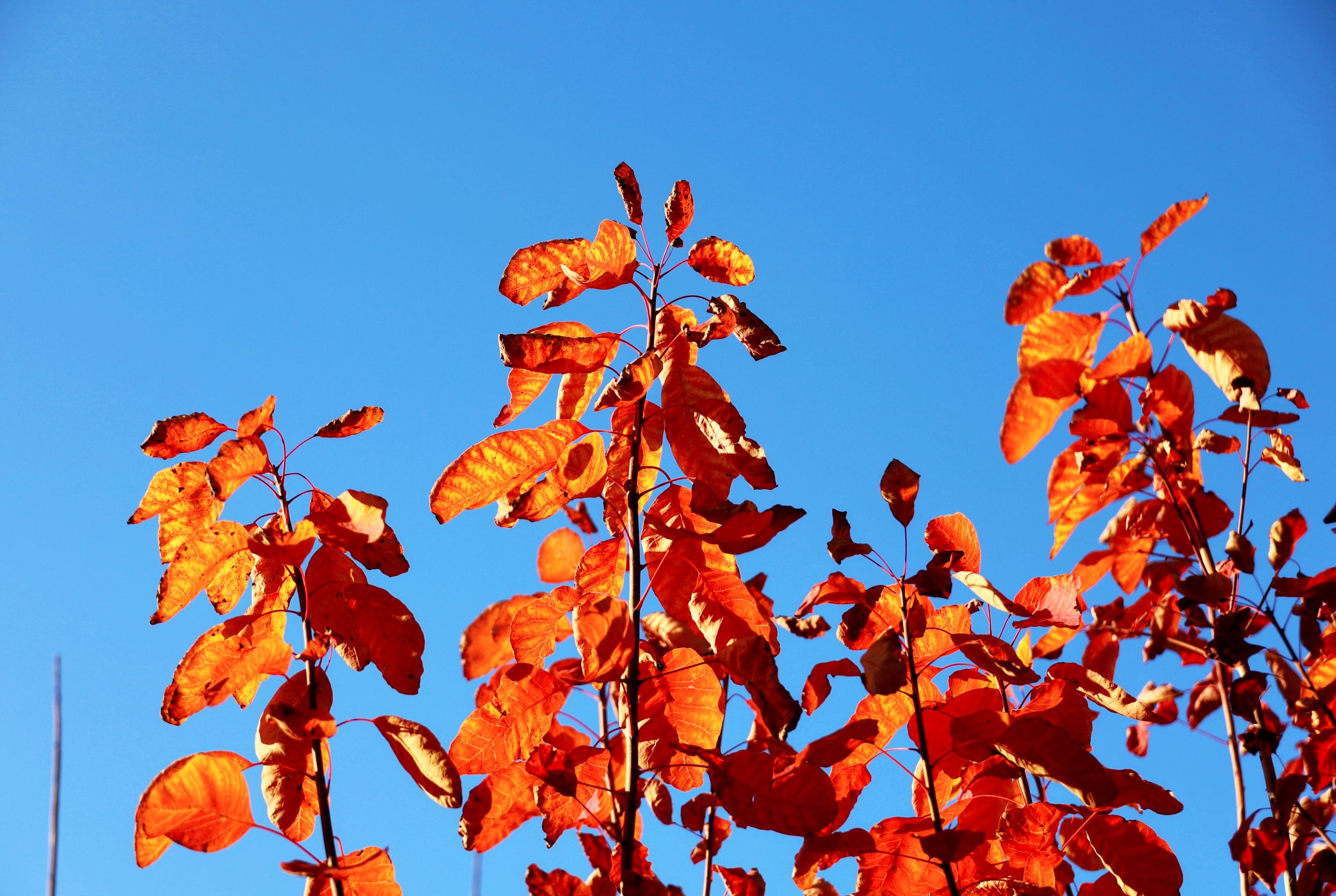 红艳艳的黄栌叶