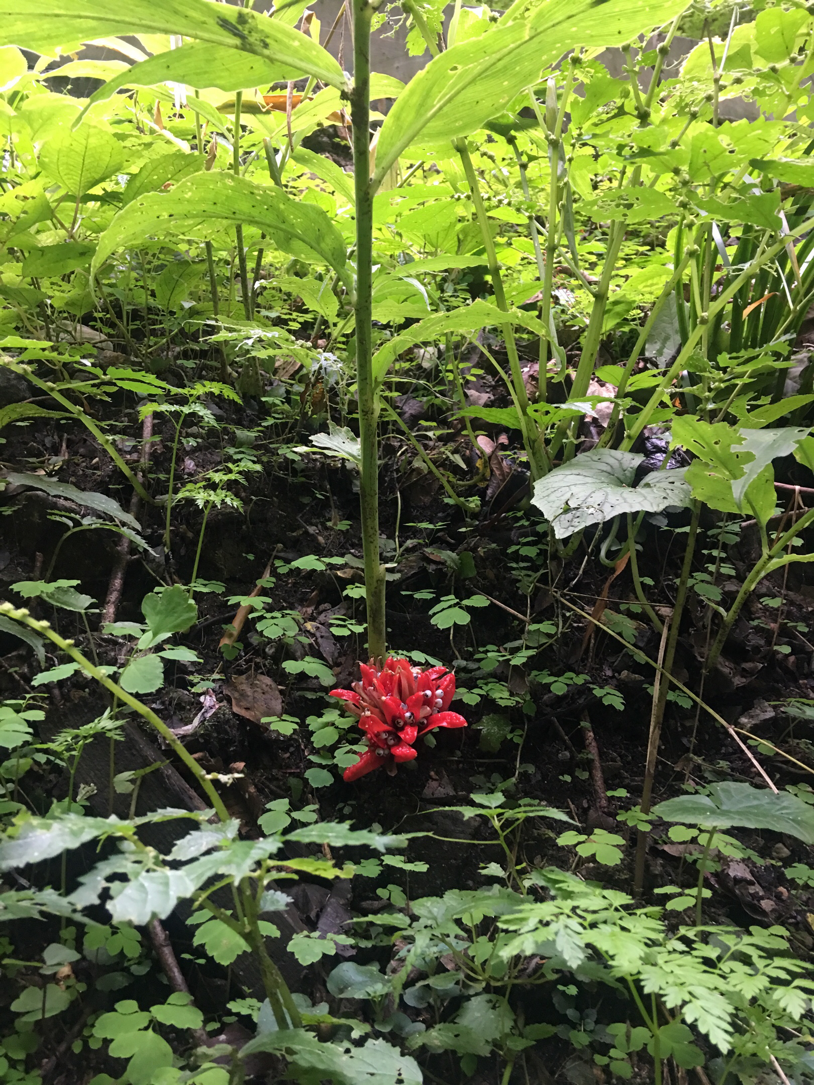 你不是我胸口上开放的蘘荷,有怎么敢在我血红的眼睛里把满山枫叶点燃