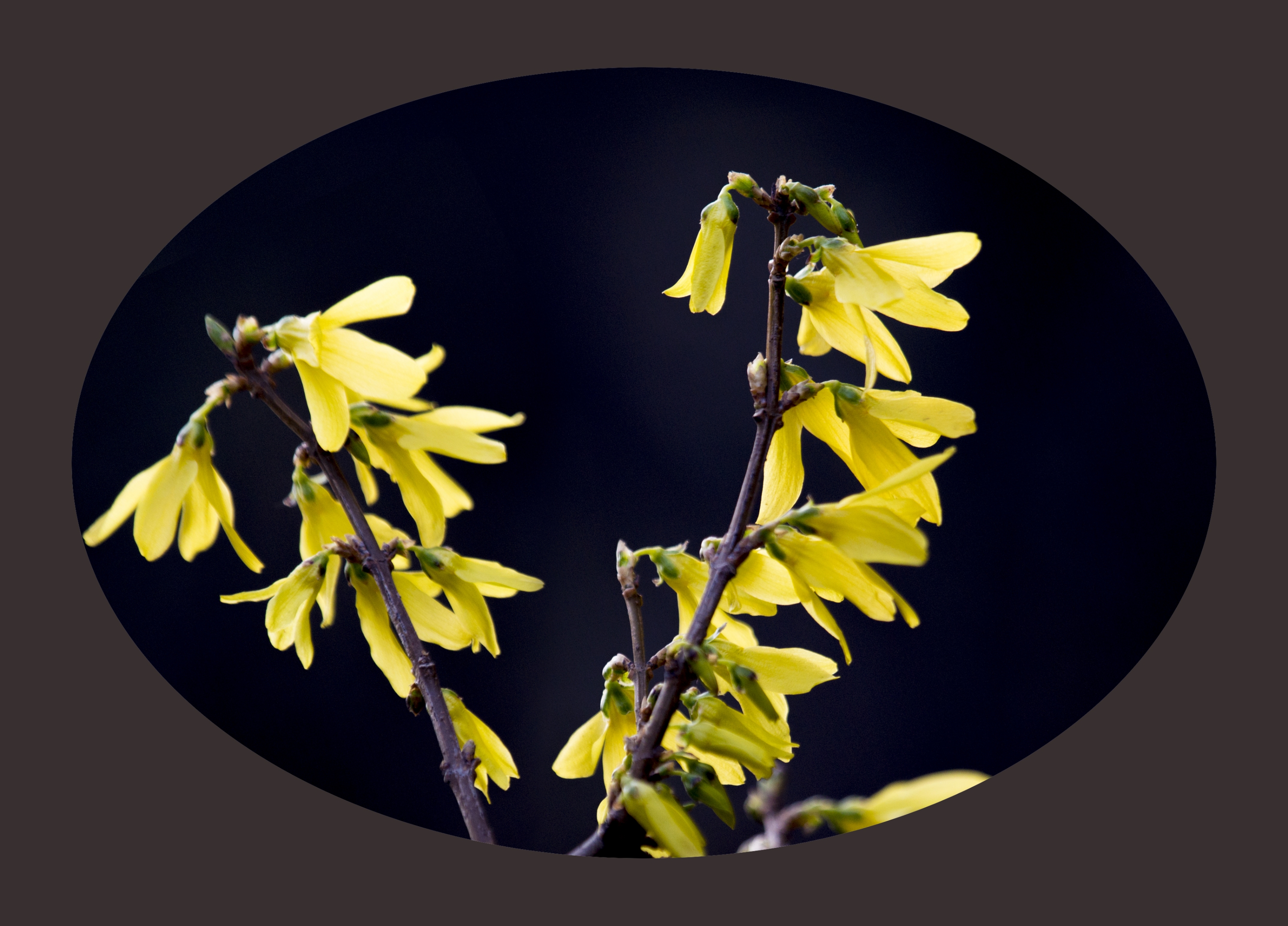 (首发)连翘花开早春来