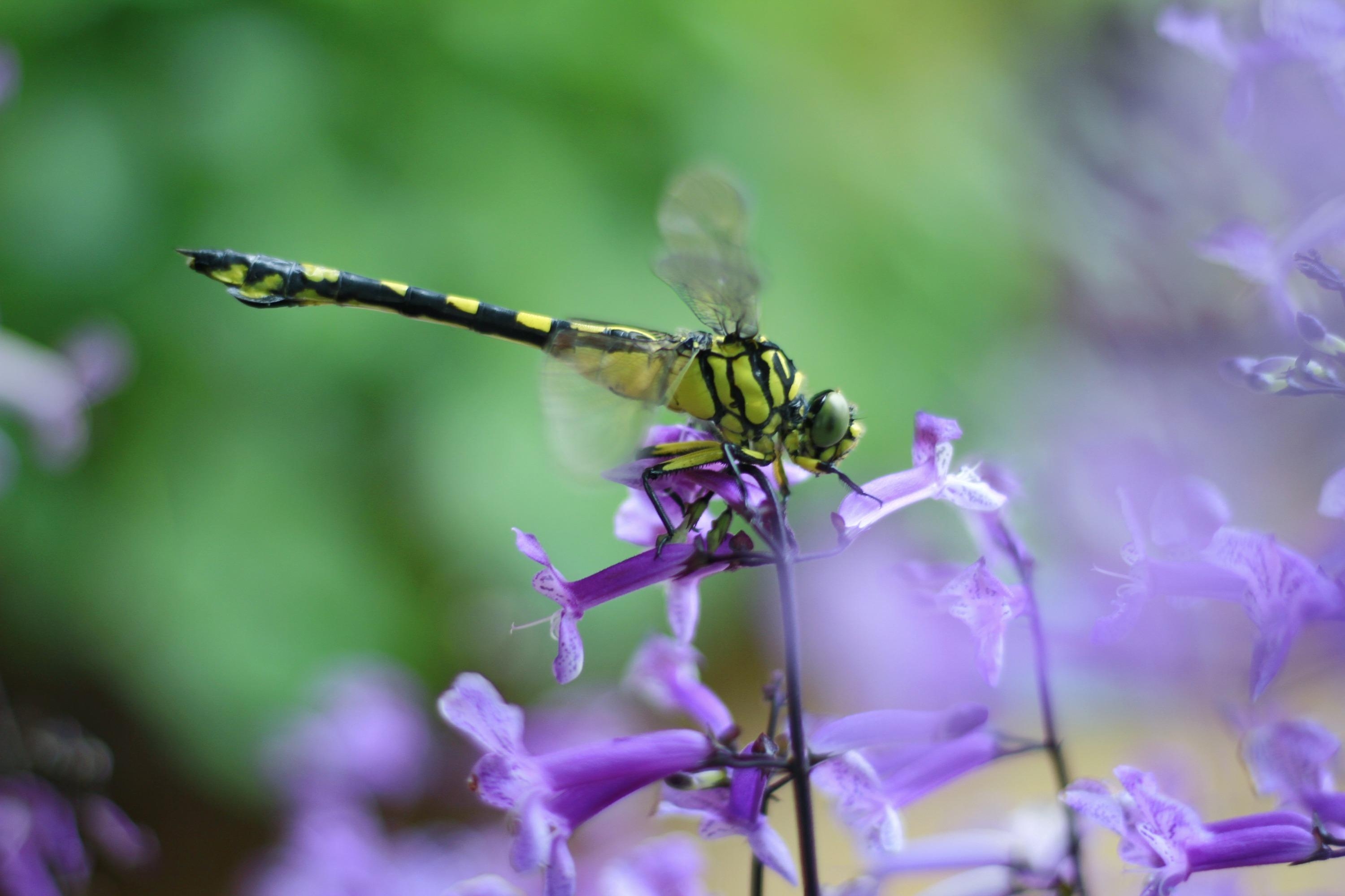 【首发】蜻蜓的故事(一)