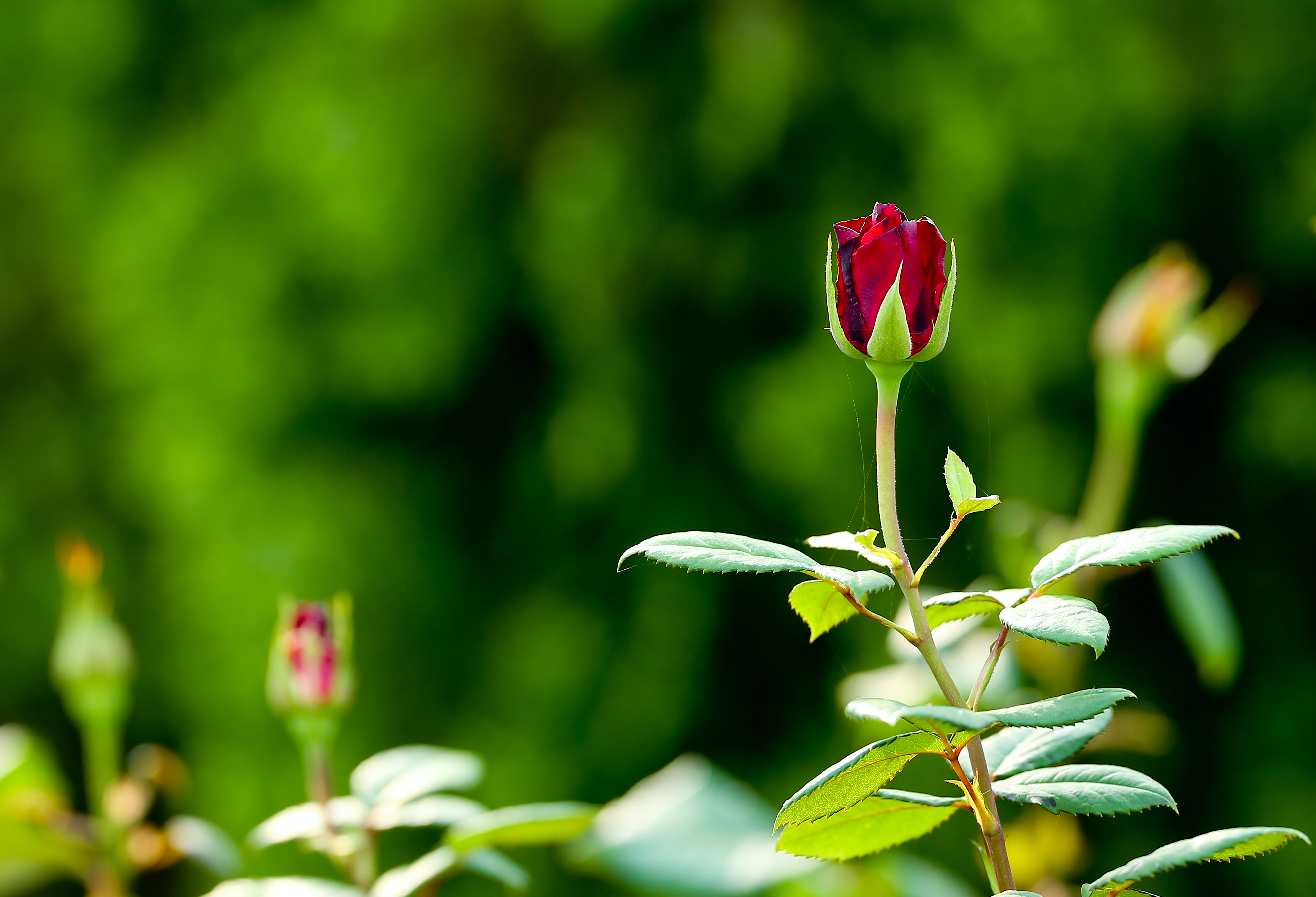 花中皇后--月季