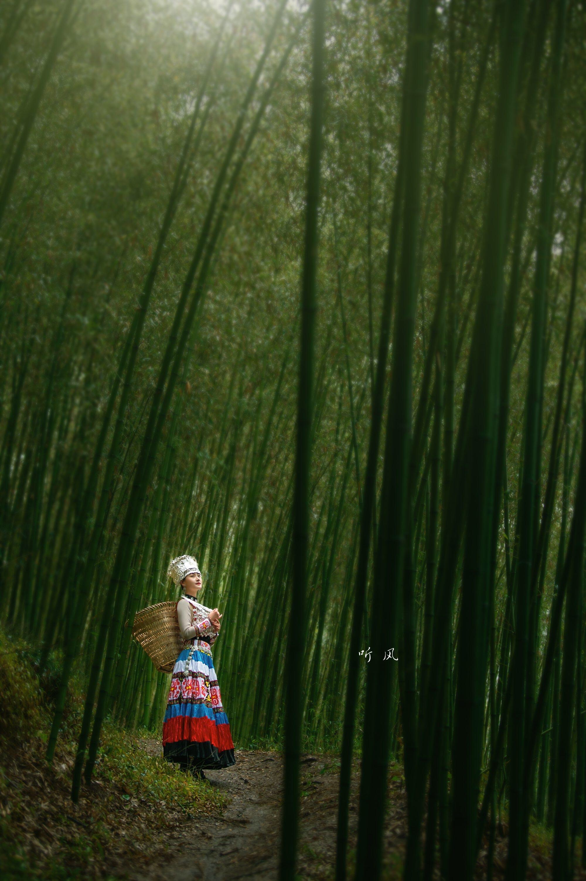 竹林听风(vv首发)