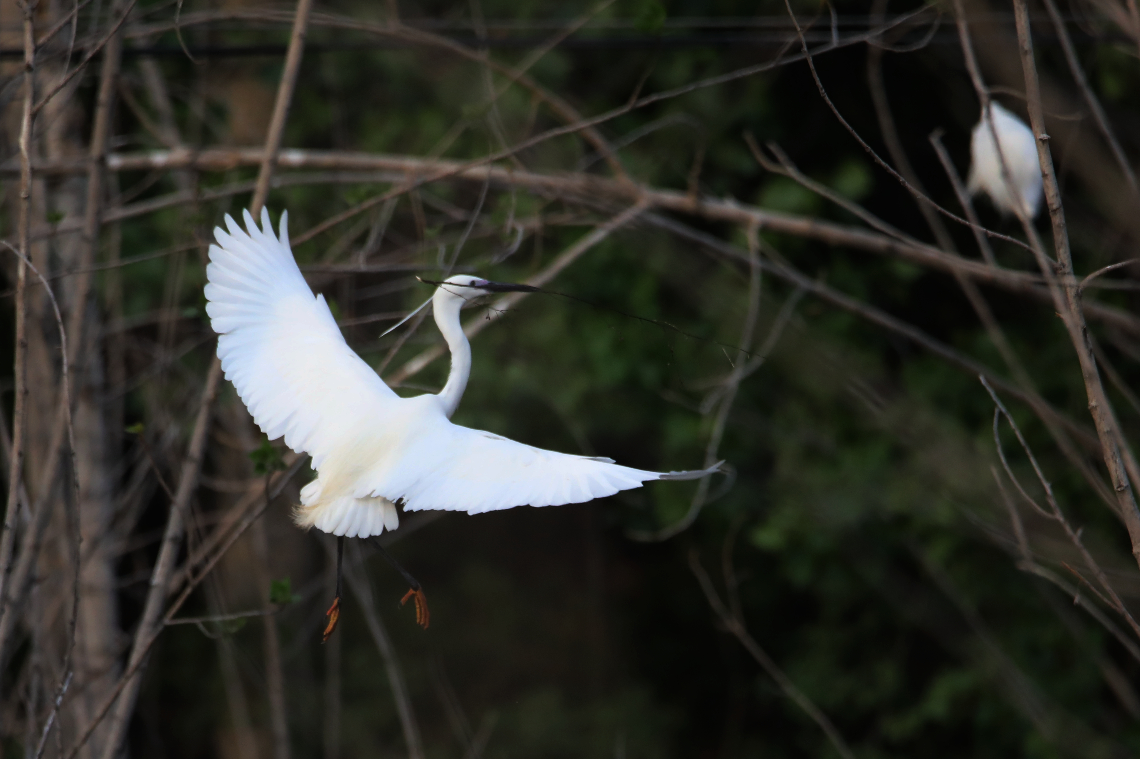 春风吹皱一池水白鹭筑巢忙孵雏