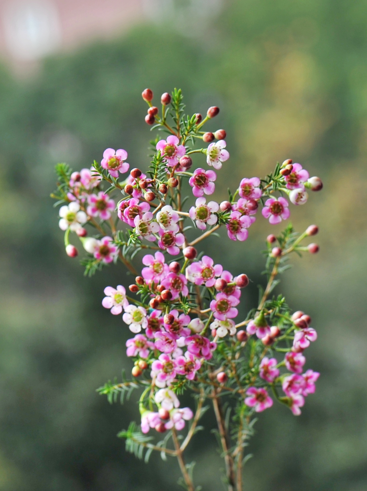 年花市场的新宠澳梅首发