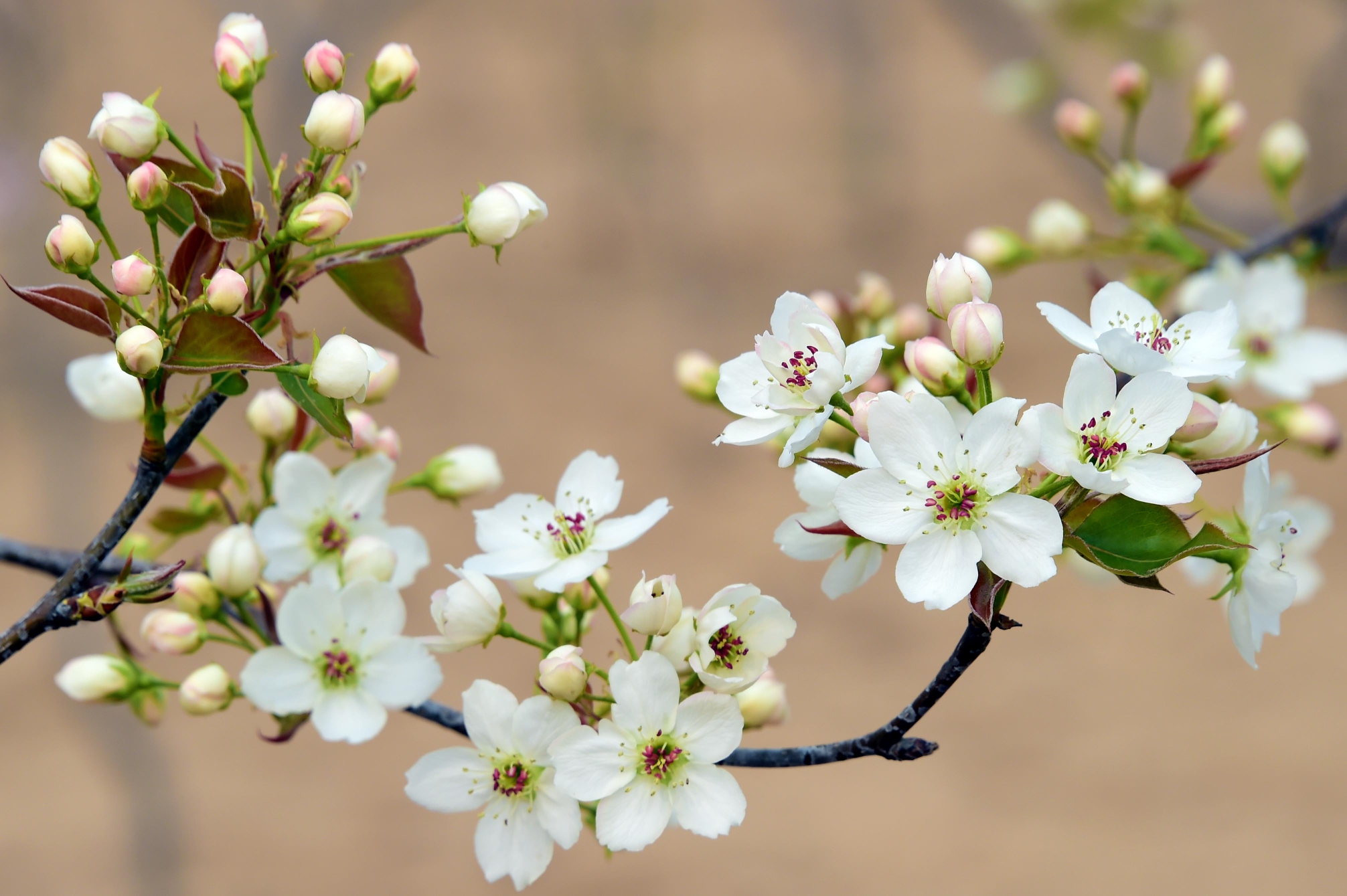 梨树花的样子图片