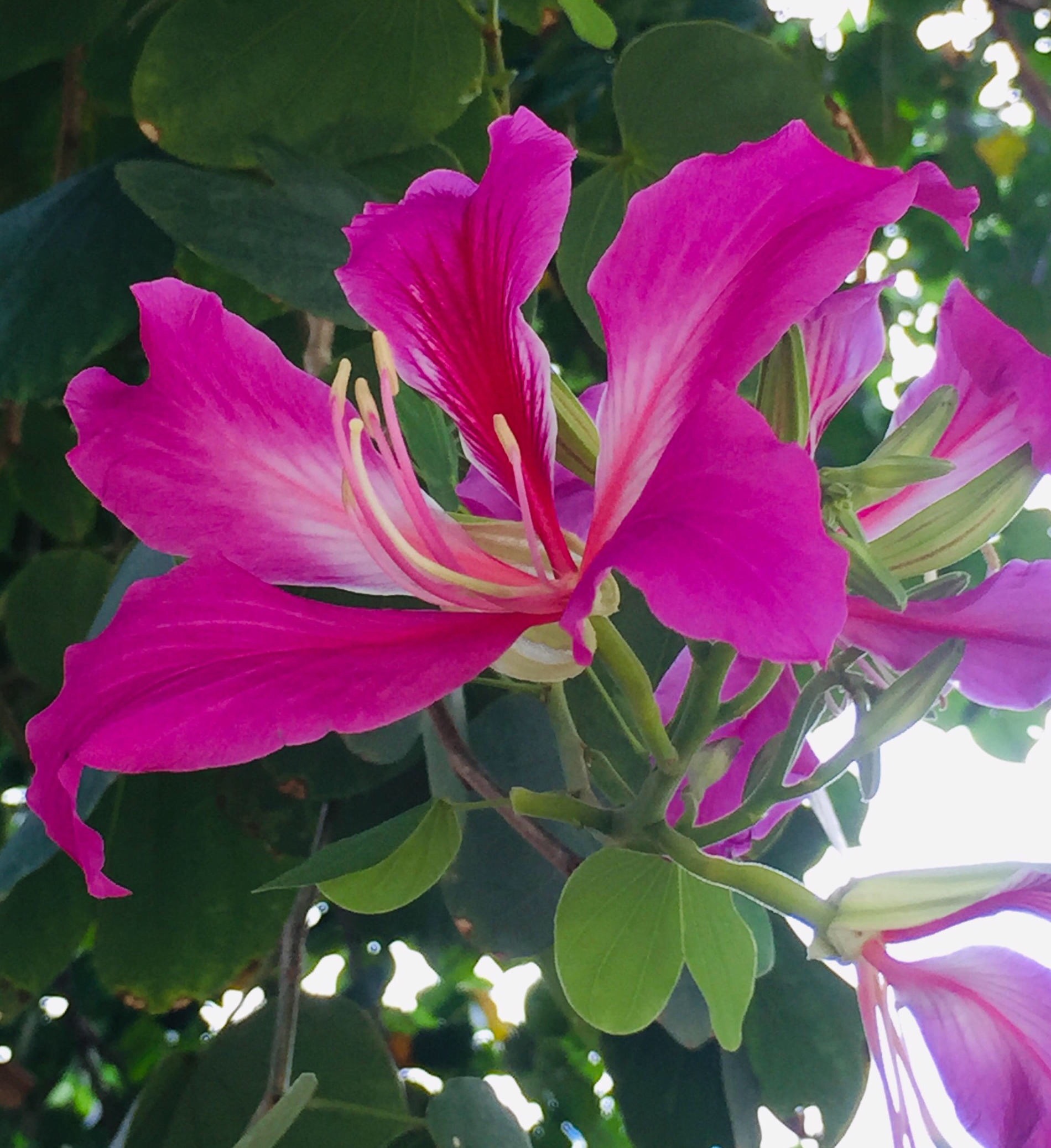 繁英满树紫荆花十月芳华令我夸