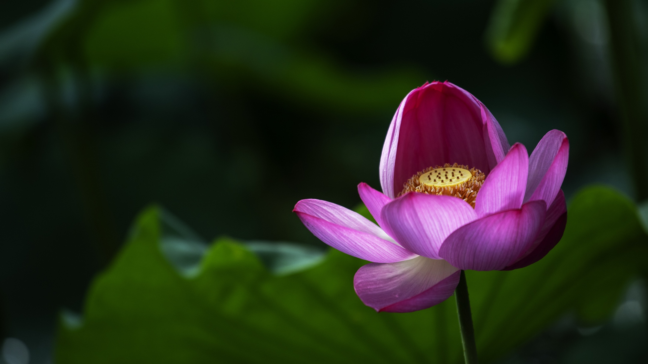 一年一度荷花开,花开富贵幸福来(二)