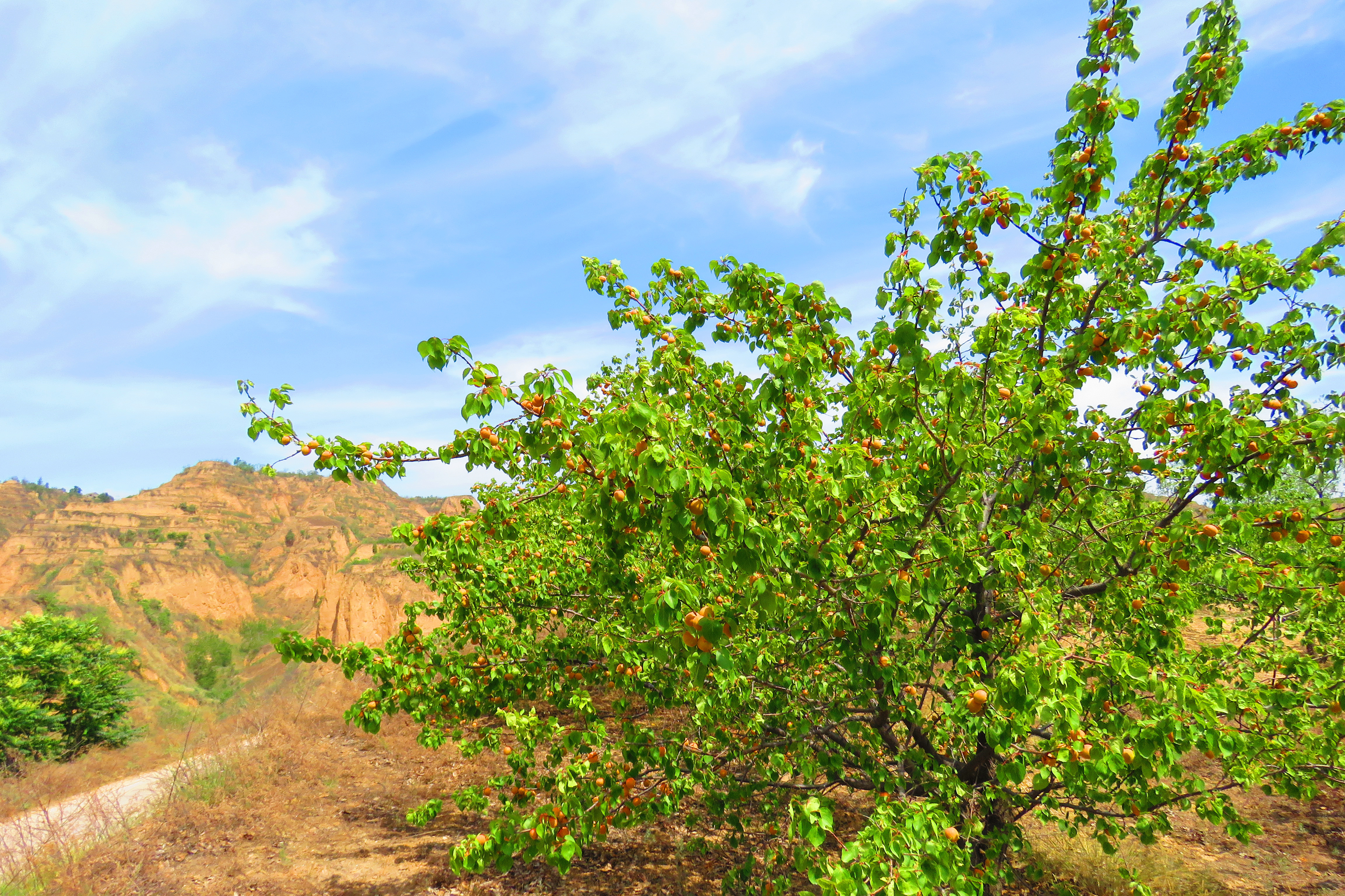 石榴花开杏子熟