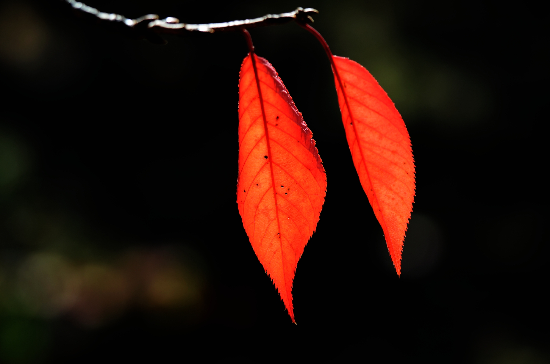 樱叶飘红的深秋 2020.11.