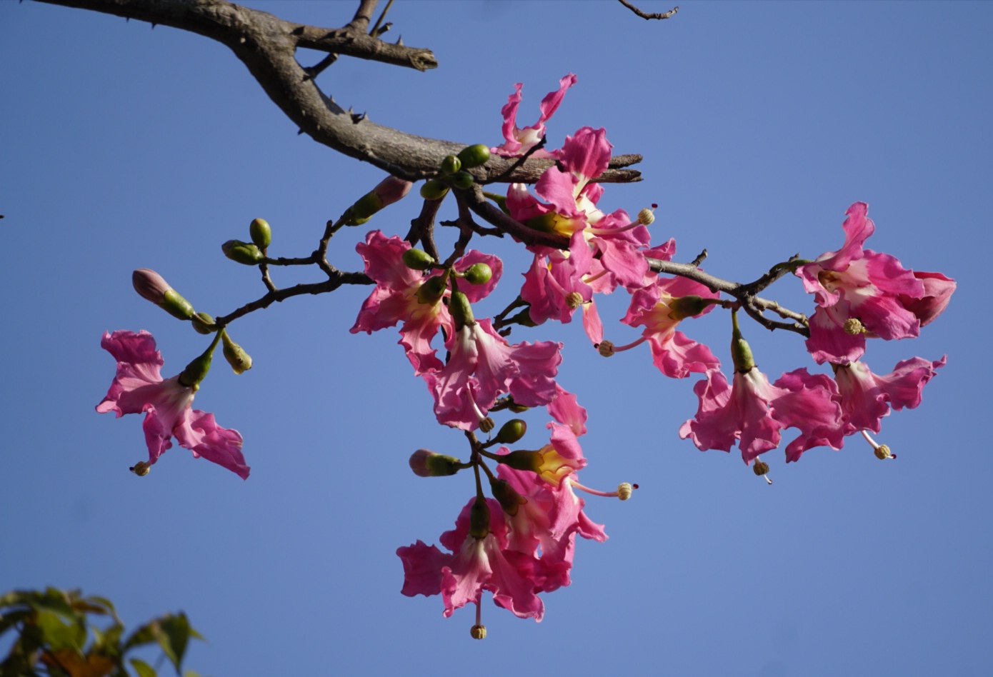 冬季里开花的美人树异木棉