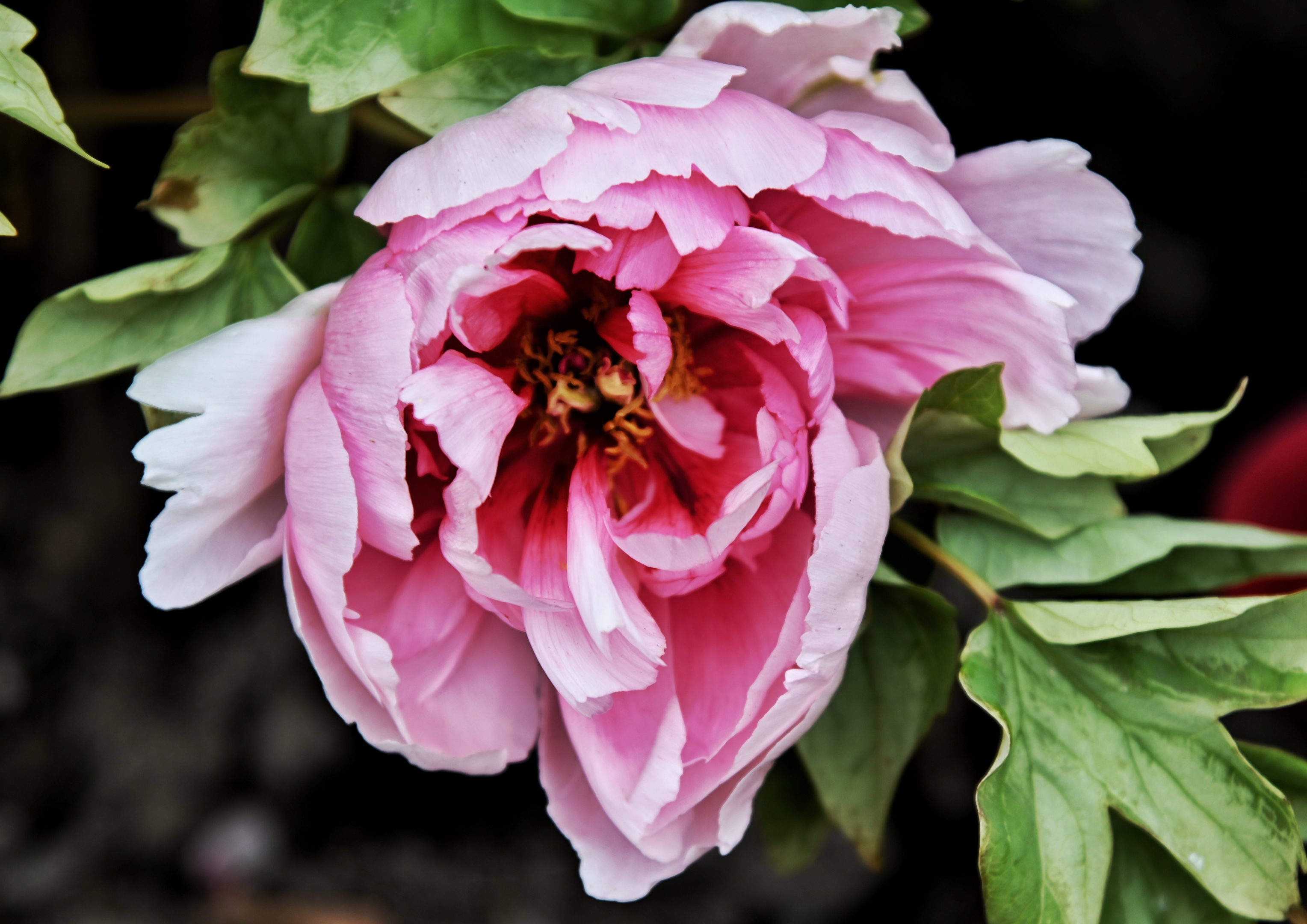 迎日红牡丹花首发