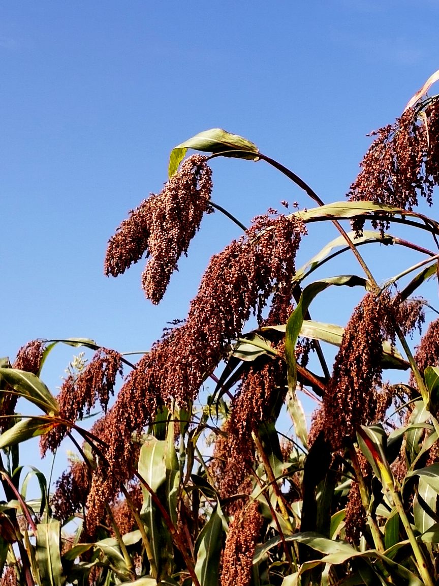 高粱红了——丰收的喜悦