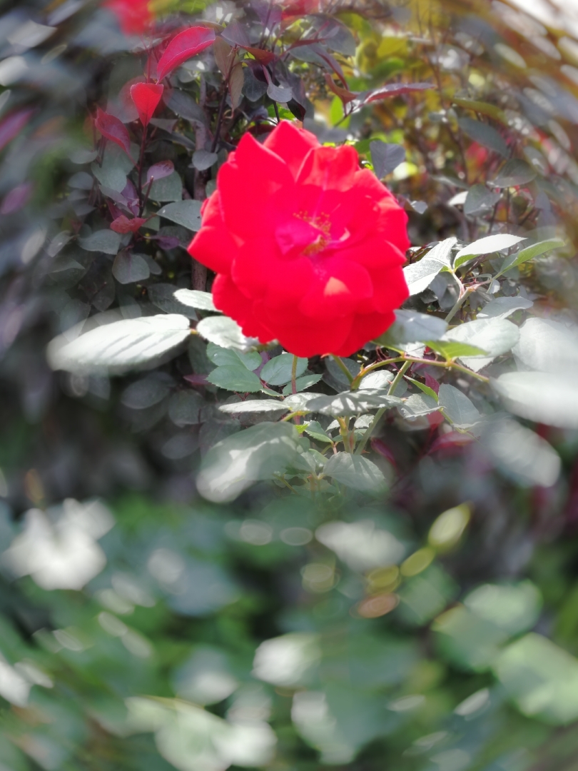 美丽的花儿是永不凋谢的主题一一手机拍摄(学习第一篇)