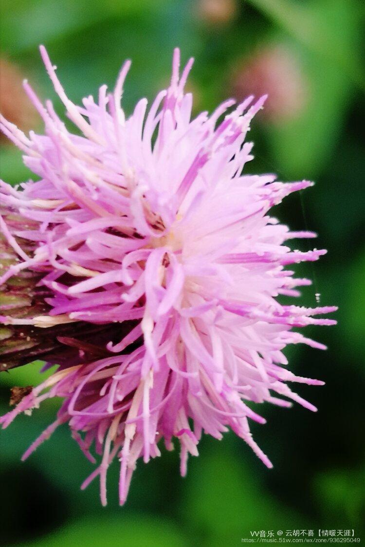 原创首发微距下的刺儿菜花