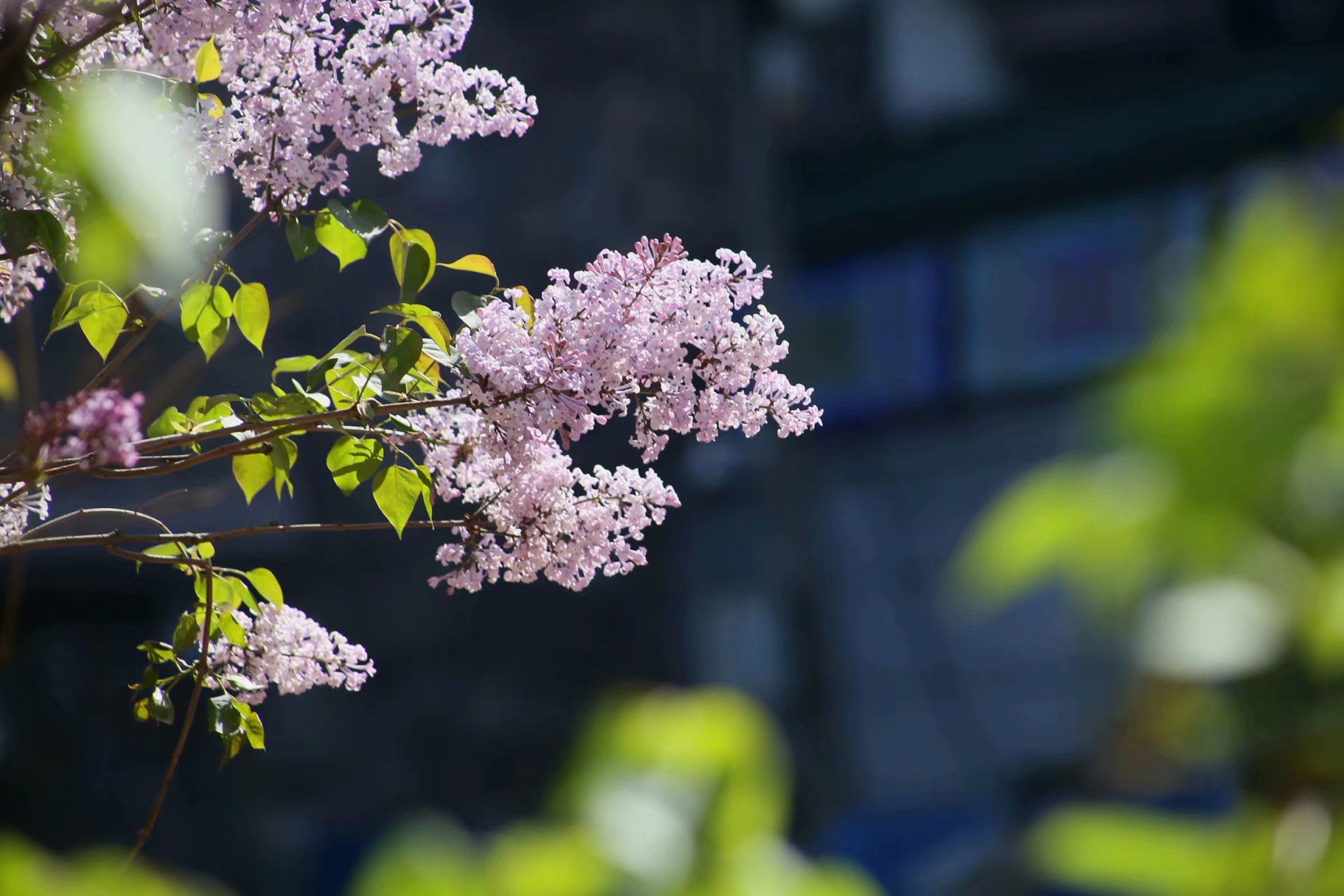 丁香盛开花满城