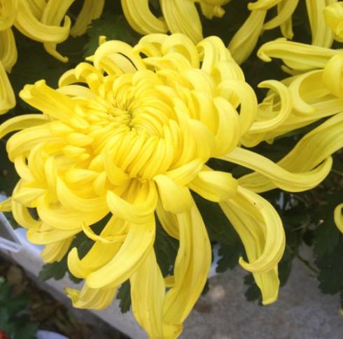 七律九月菊作者一剑扬尘