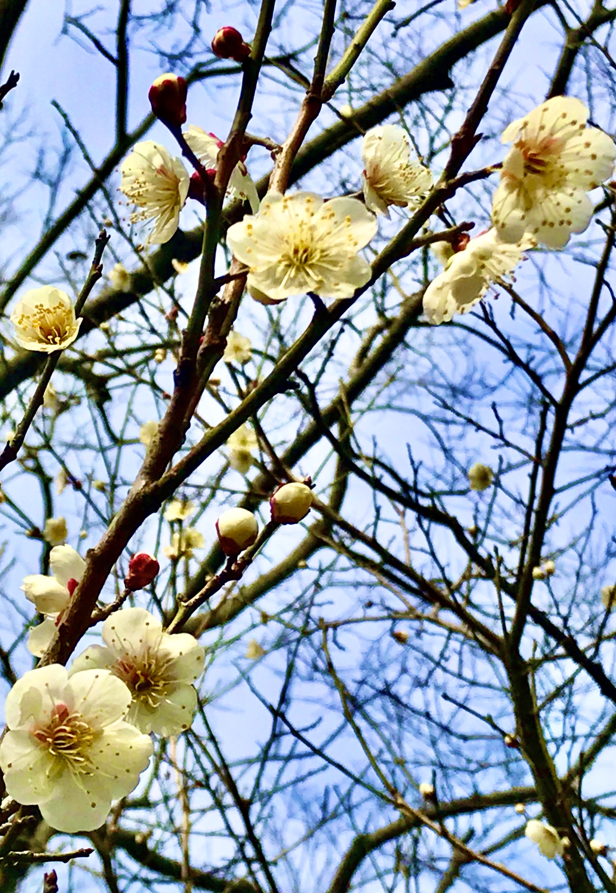 其它的梅树基本处于"冬眠"状态,春节期间一树树梅花全都露出了笑脸,白
