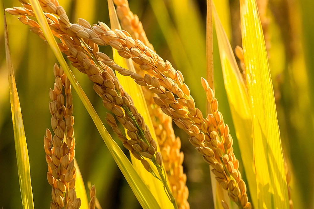 稻谷飘香!一幅美丽的丰收画卷!