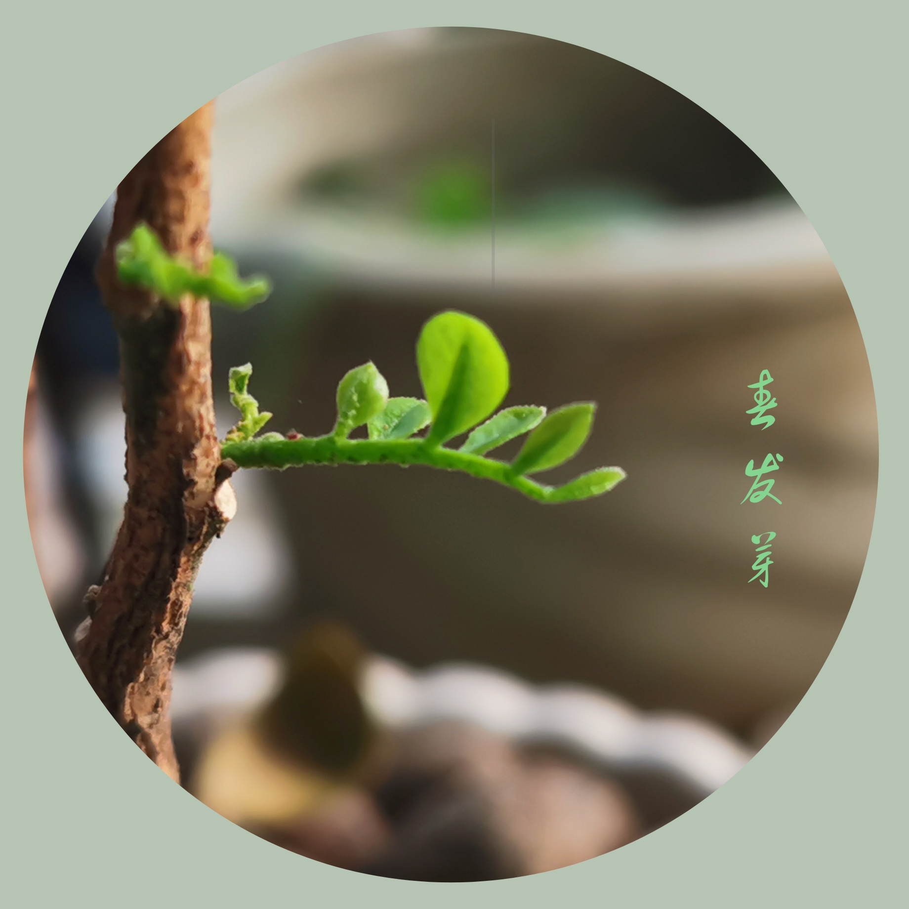 东风随春归,发我枝上花.