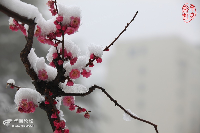 傲雪寒梅