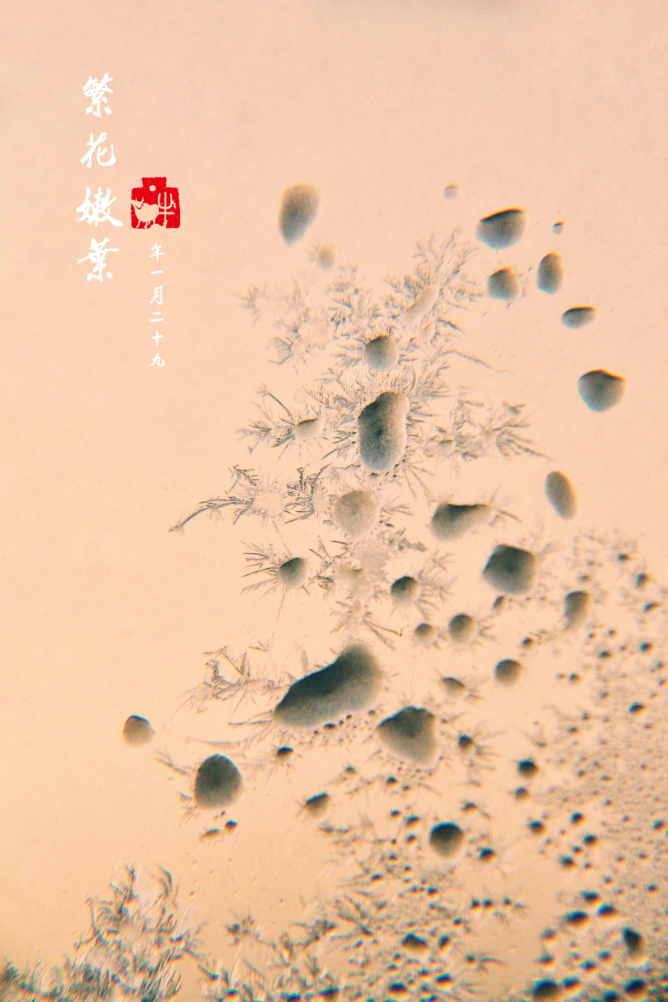 冰窗花 是东北的一道奇观景象 冰窗花只有在冬季里才有 它是由于室内