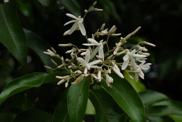 青梅别称:龙脑香科植物