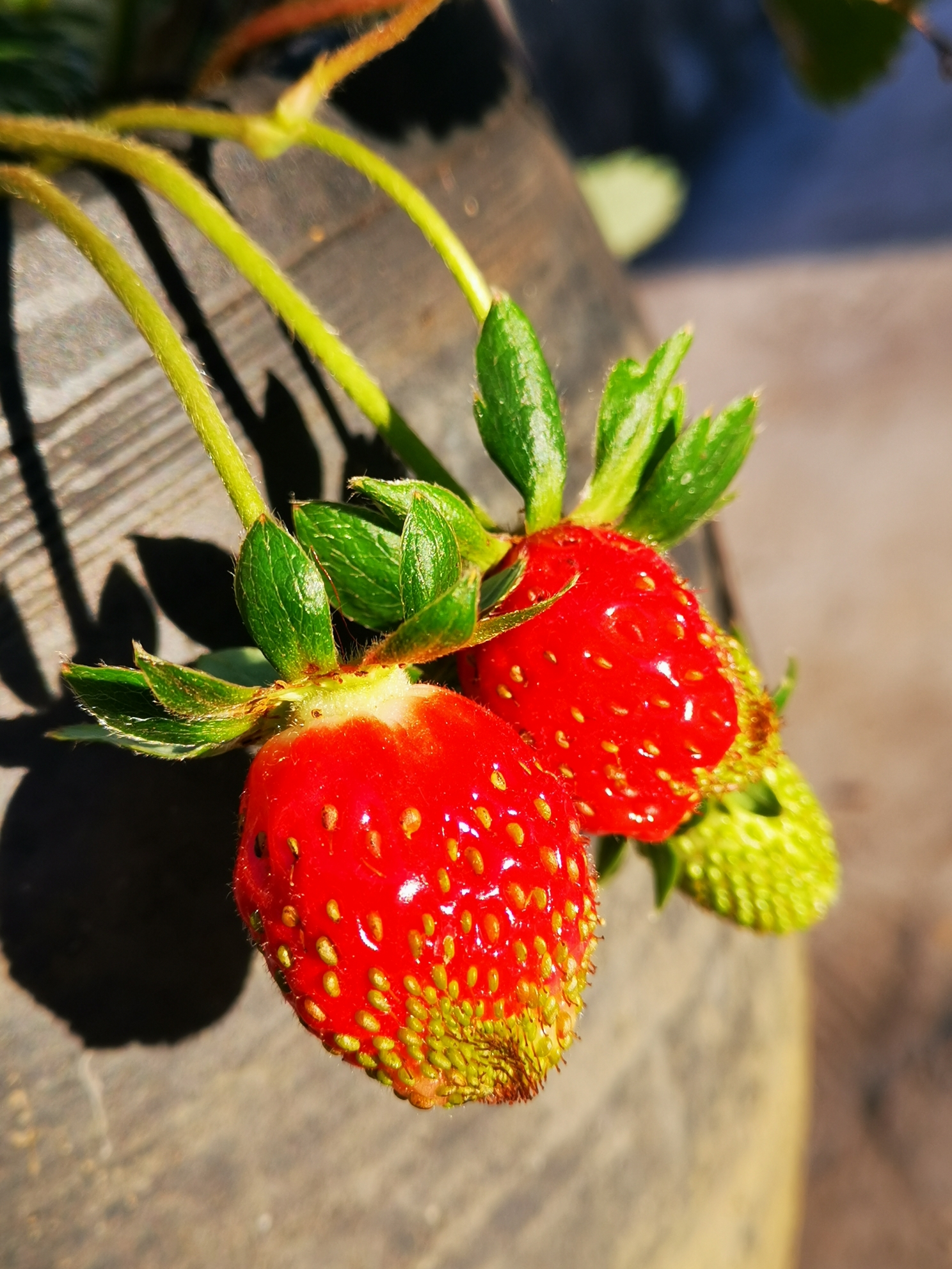 红草莓,鲜艳了一个童话;红草莓,擎起冬天的春天.