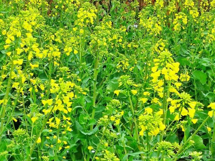 王银油菜花图片