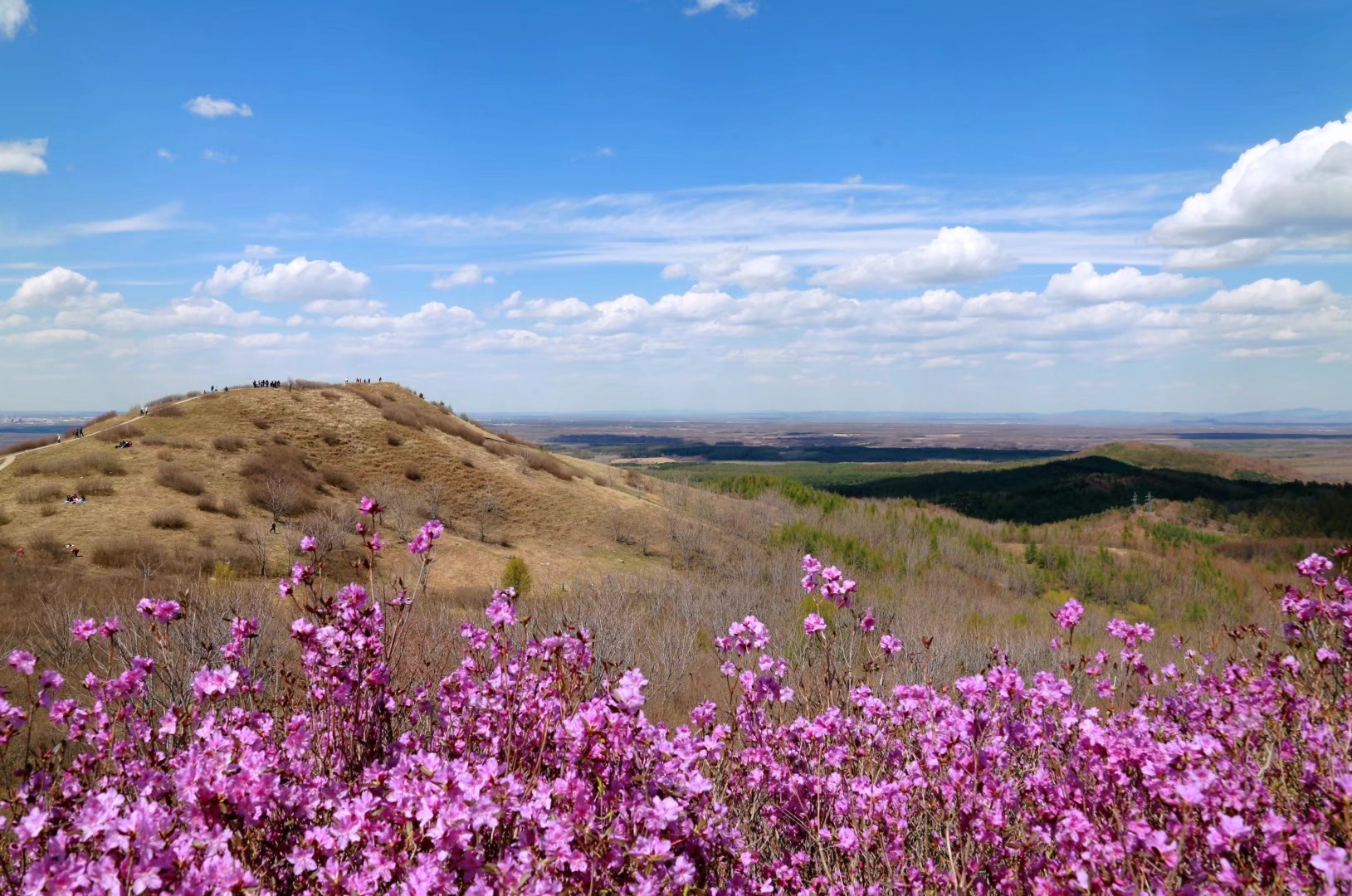 家乡桃山一一我眼中的《杜鹃花》