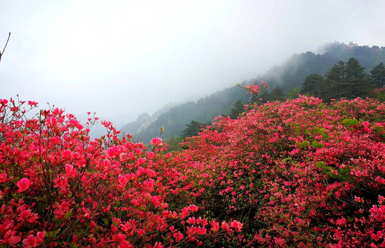 岭上开遍映山红