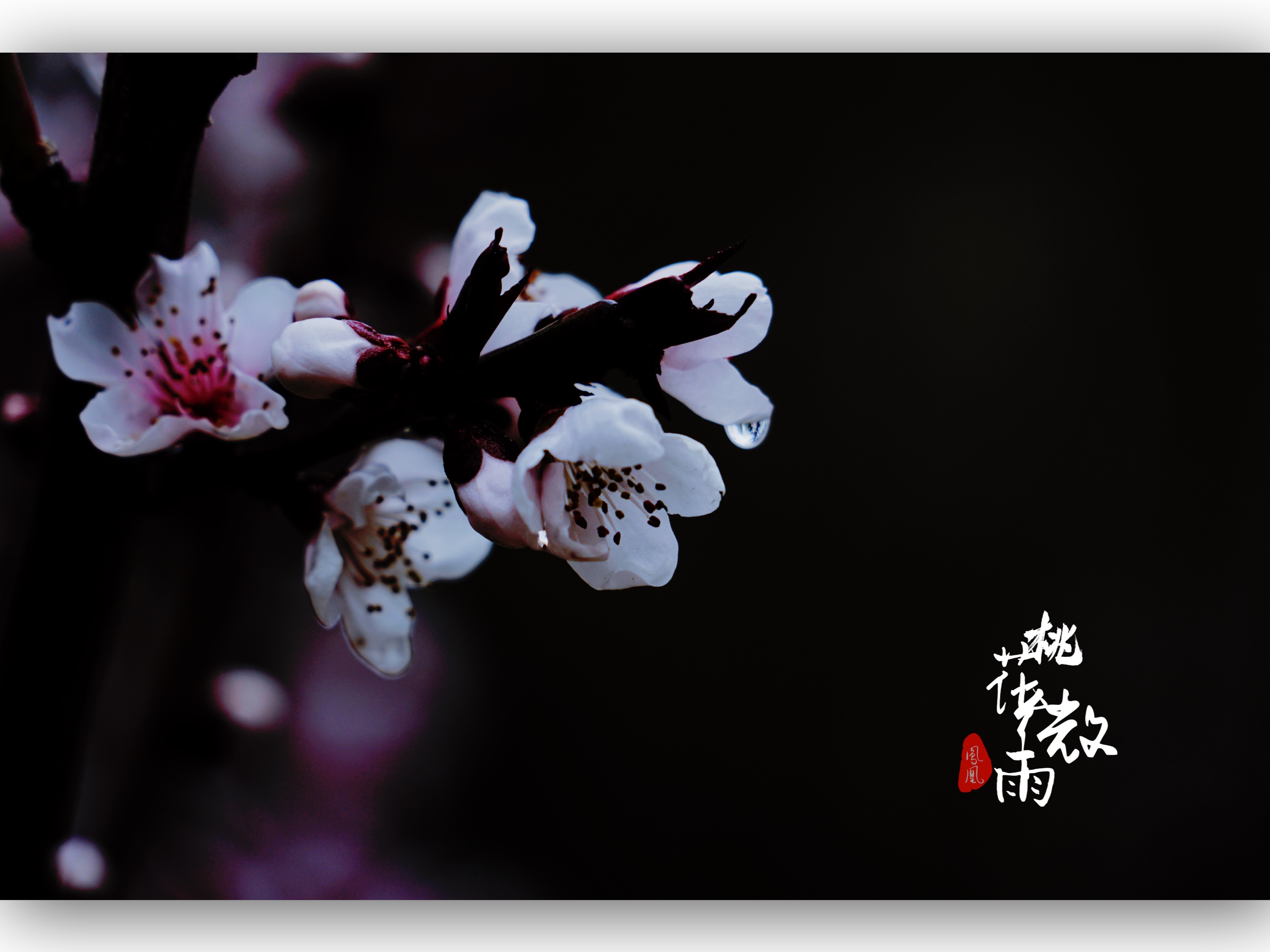 春雨贵如油.桃花微雨[首发]