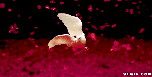 500_253gif 动态图 动图