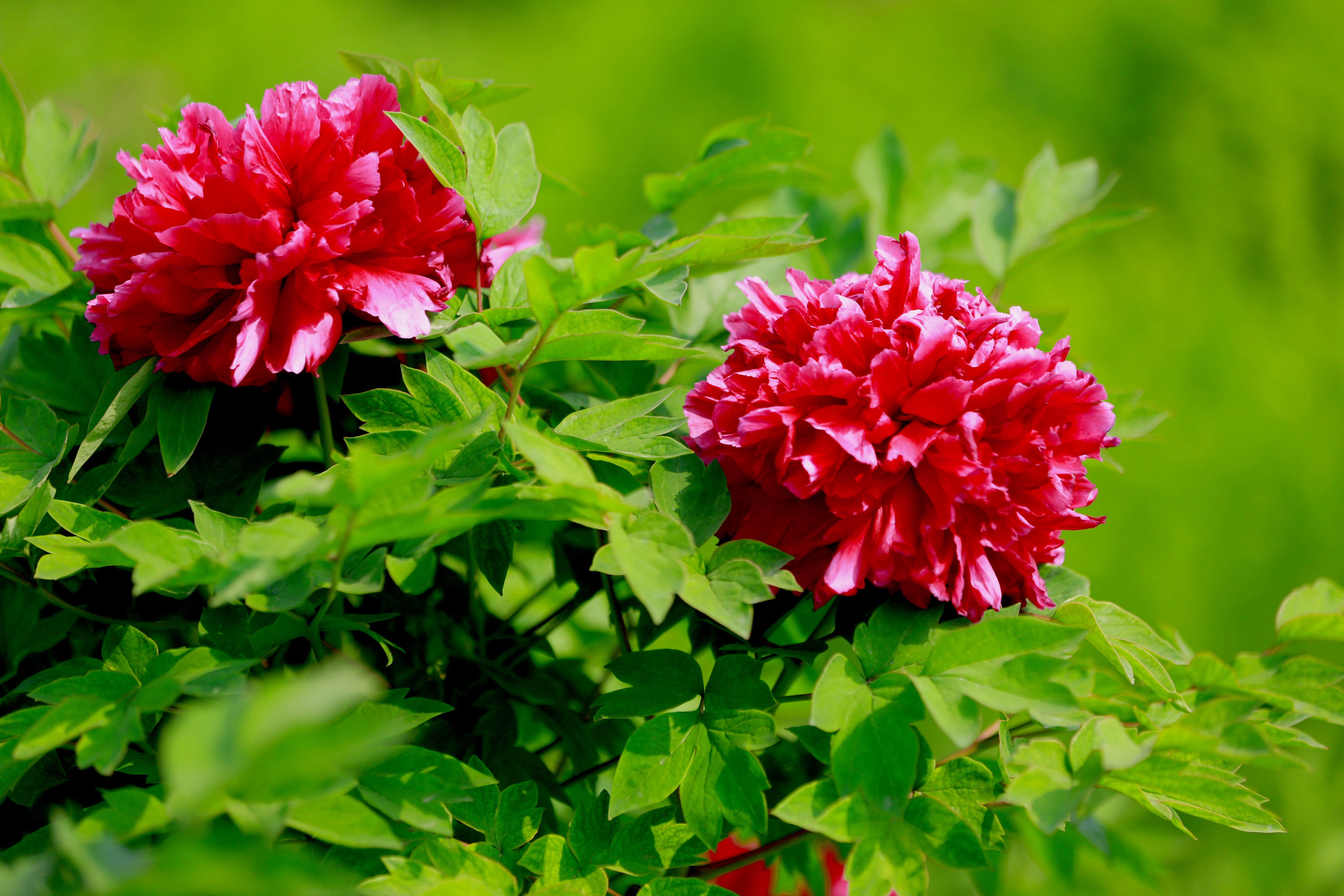 阅尽大千春世界,牡丹终古是花王