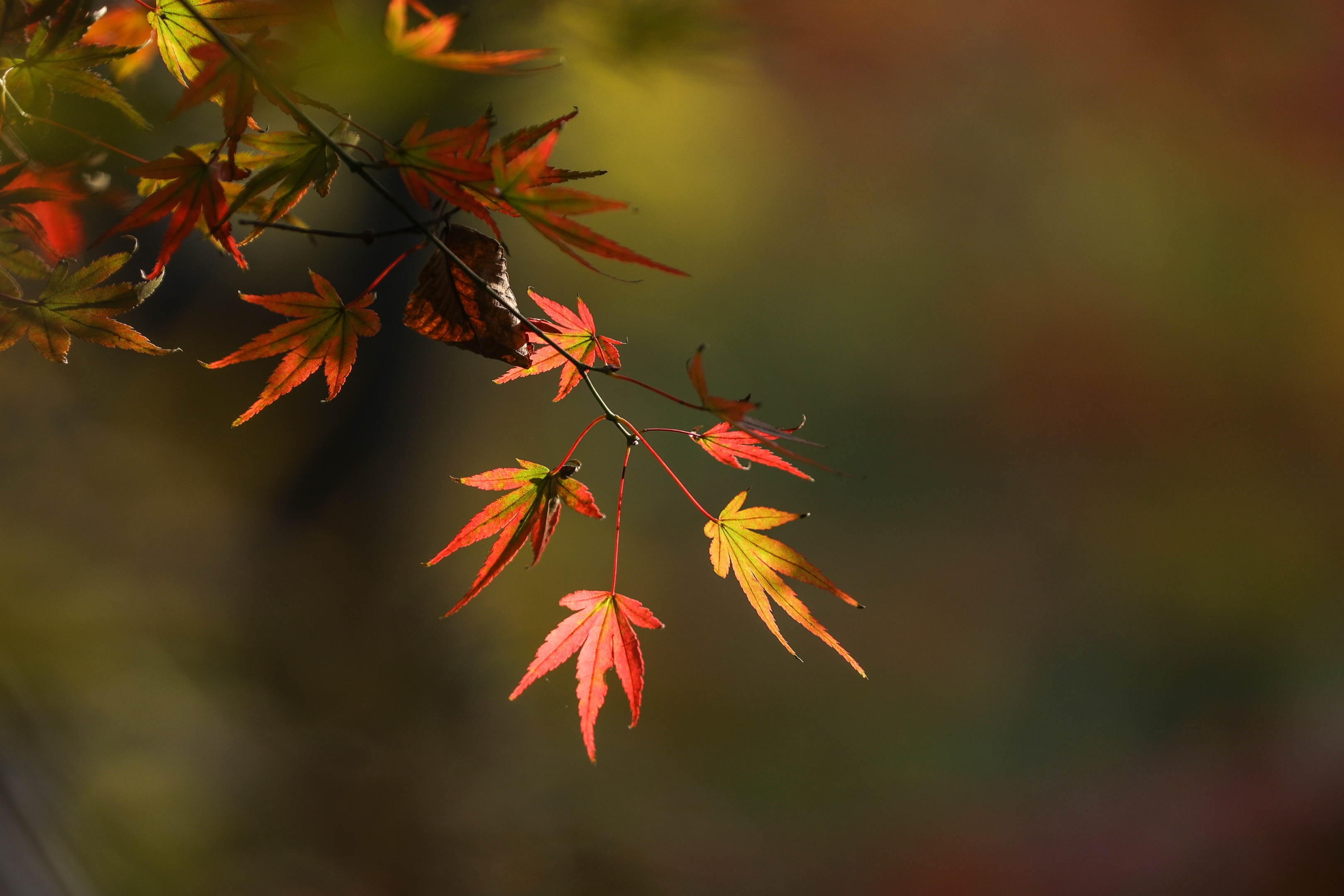 枫叶醉红初冬里摄影首发
