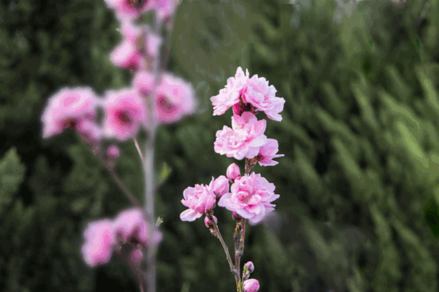 639_426gif 动态图 动图